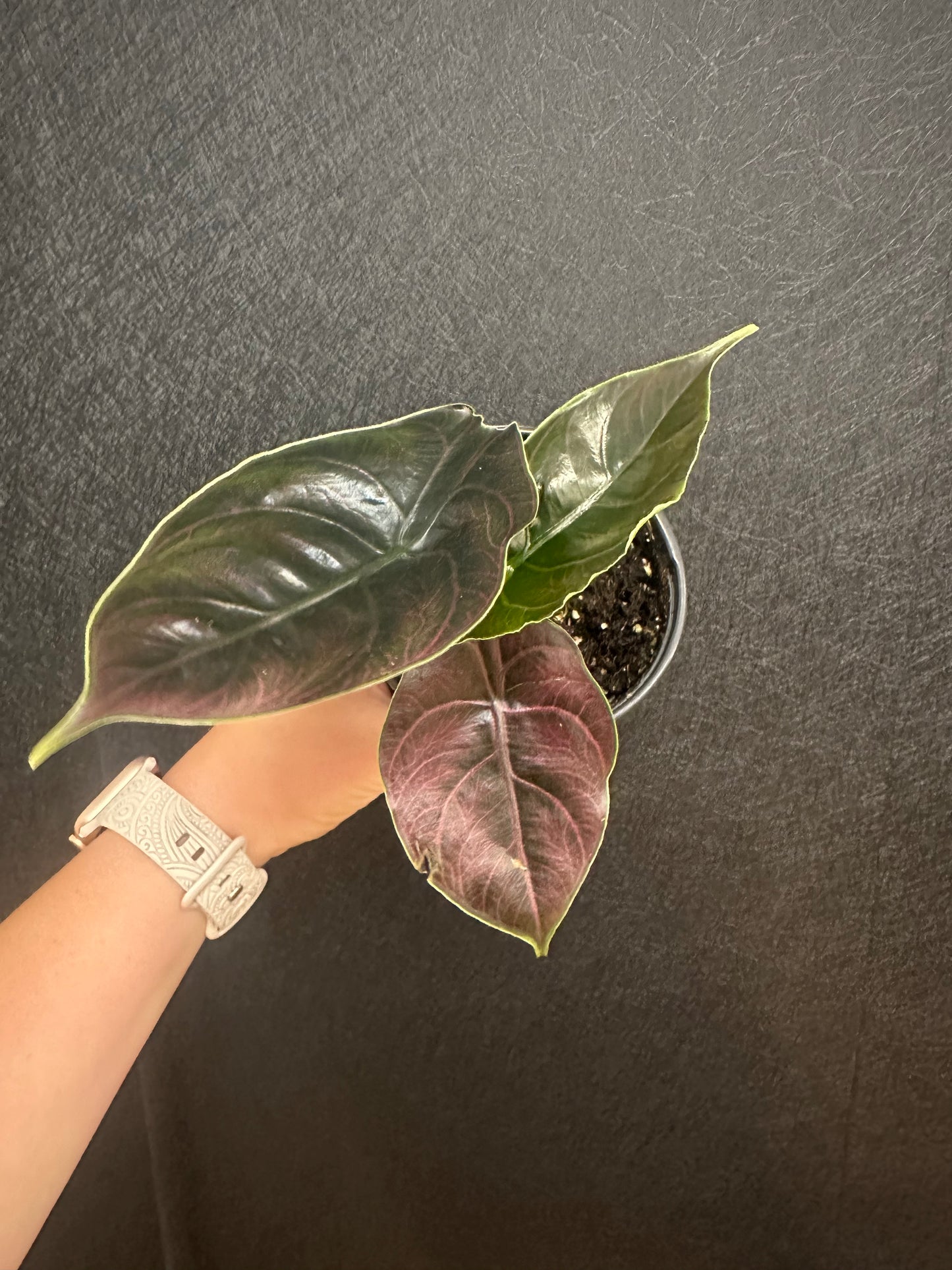 Alocasia Azlanii Red Mambo 4in