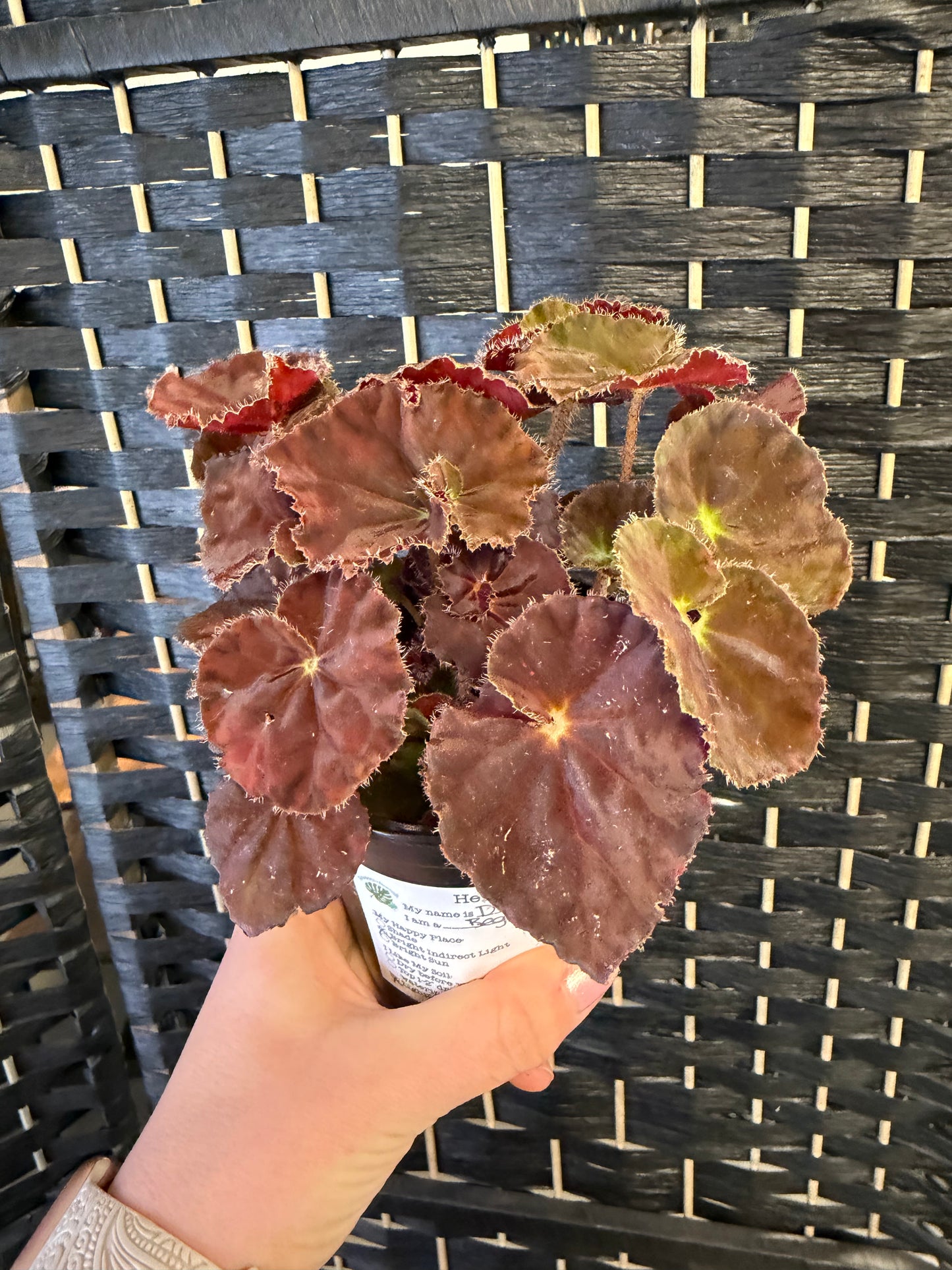 Dibs Amber Begonia 4in