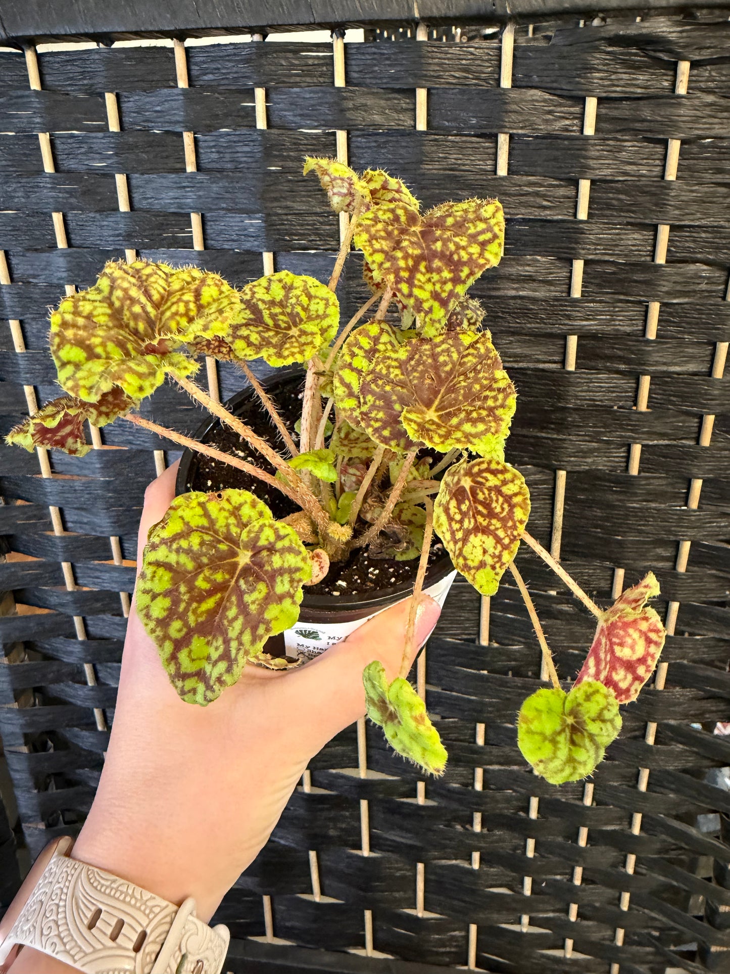 Eyelash Begonia 4in