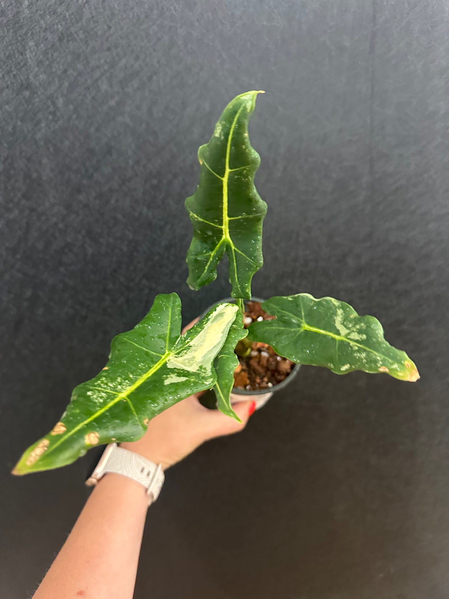Sarian Var. Alocasia 4in