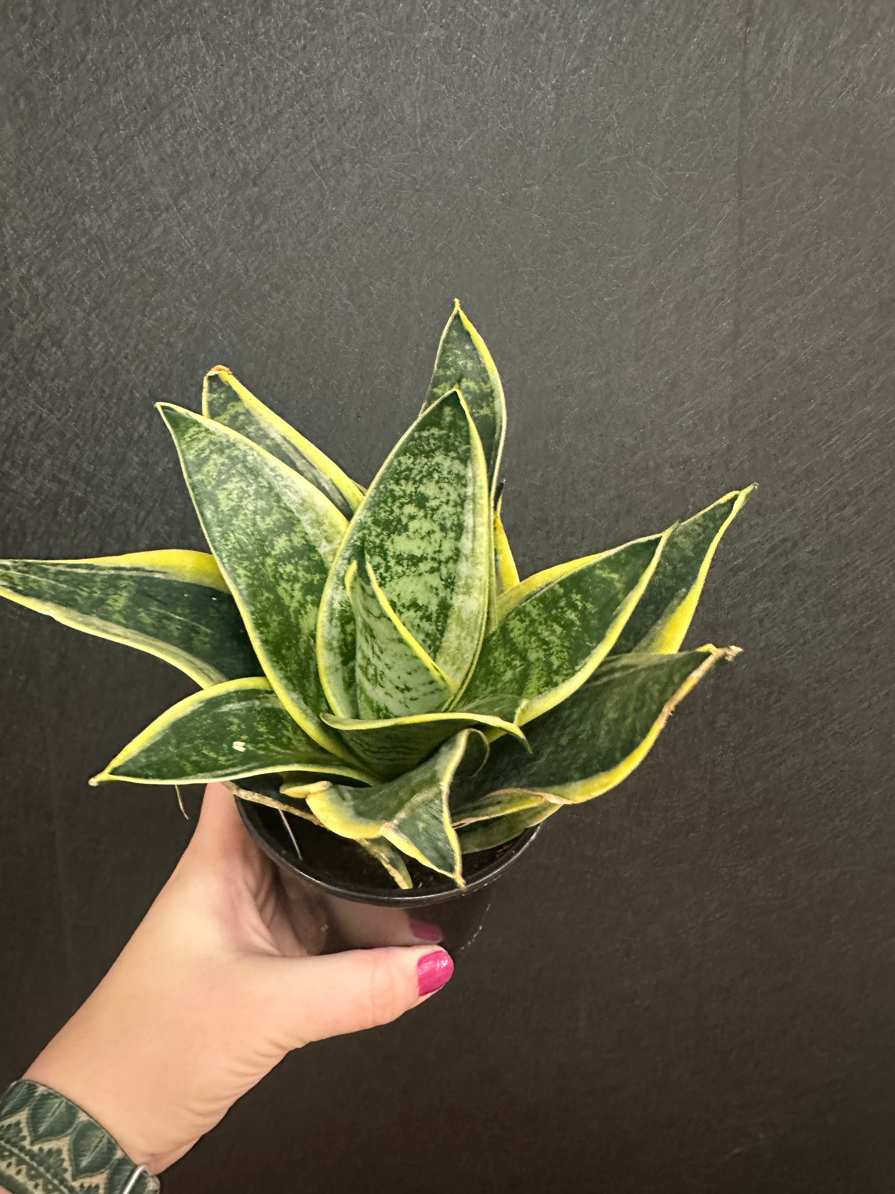 dwarf laurentii snake plant Dwarf Laurentii Snake Plant 4in – Blossom + Branch Houseplants