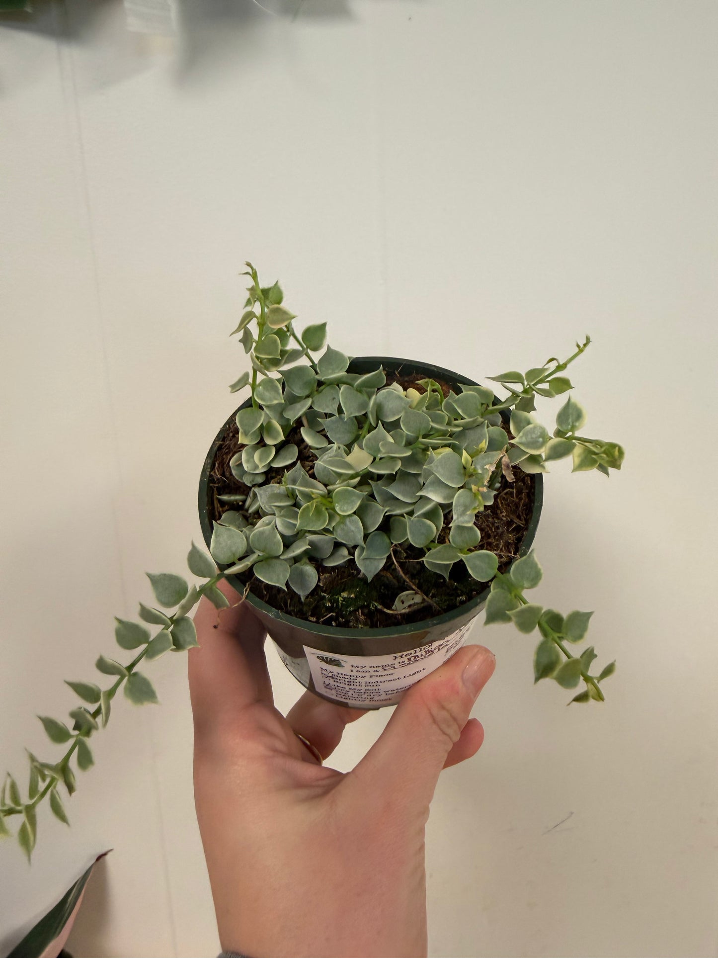 Million Hearts Variegated 4in