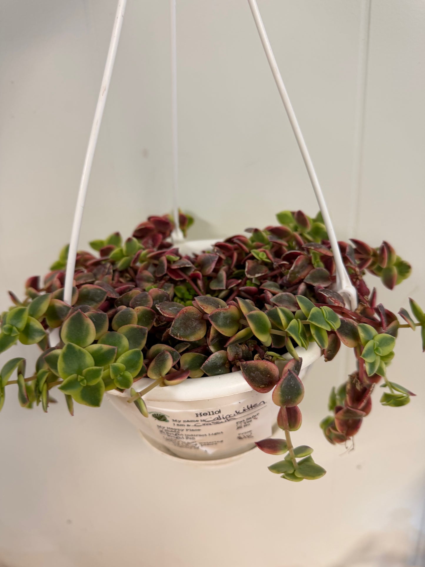 Calico Kitten Crassula 6in Hanging