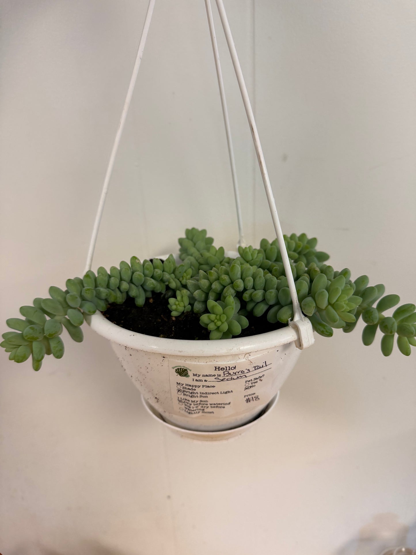 Burros Tail 6in Hanging