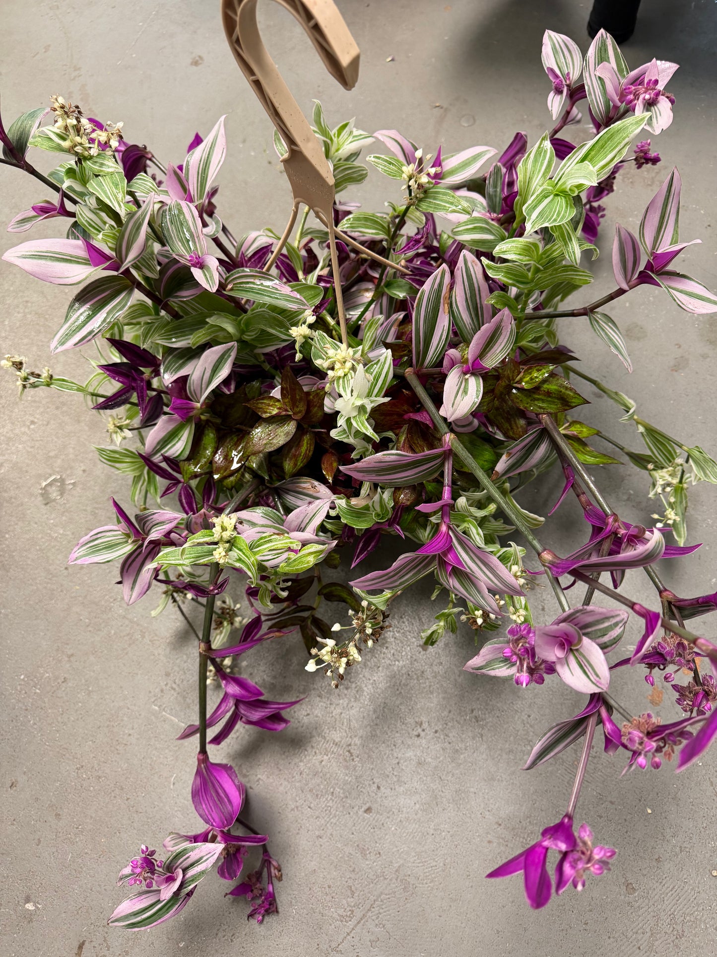 Tradescantia Combo Basket