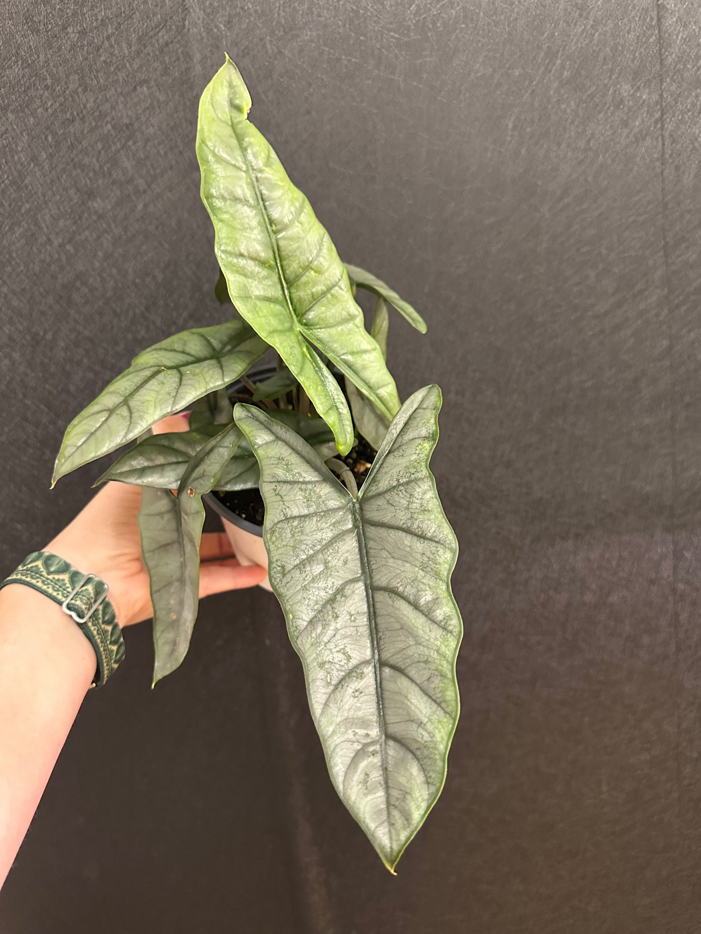 Alocasia Dragons Breath 5in