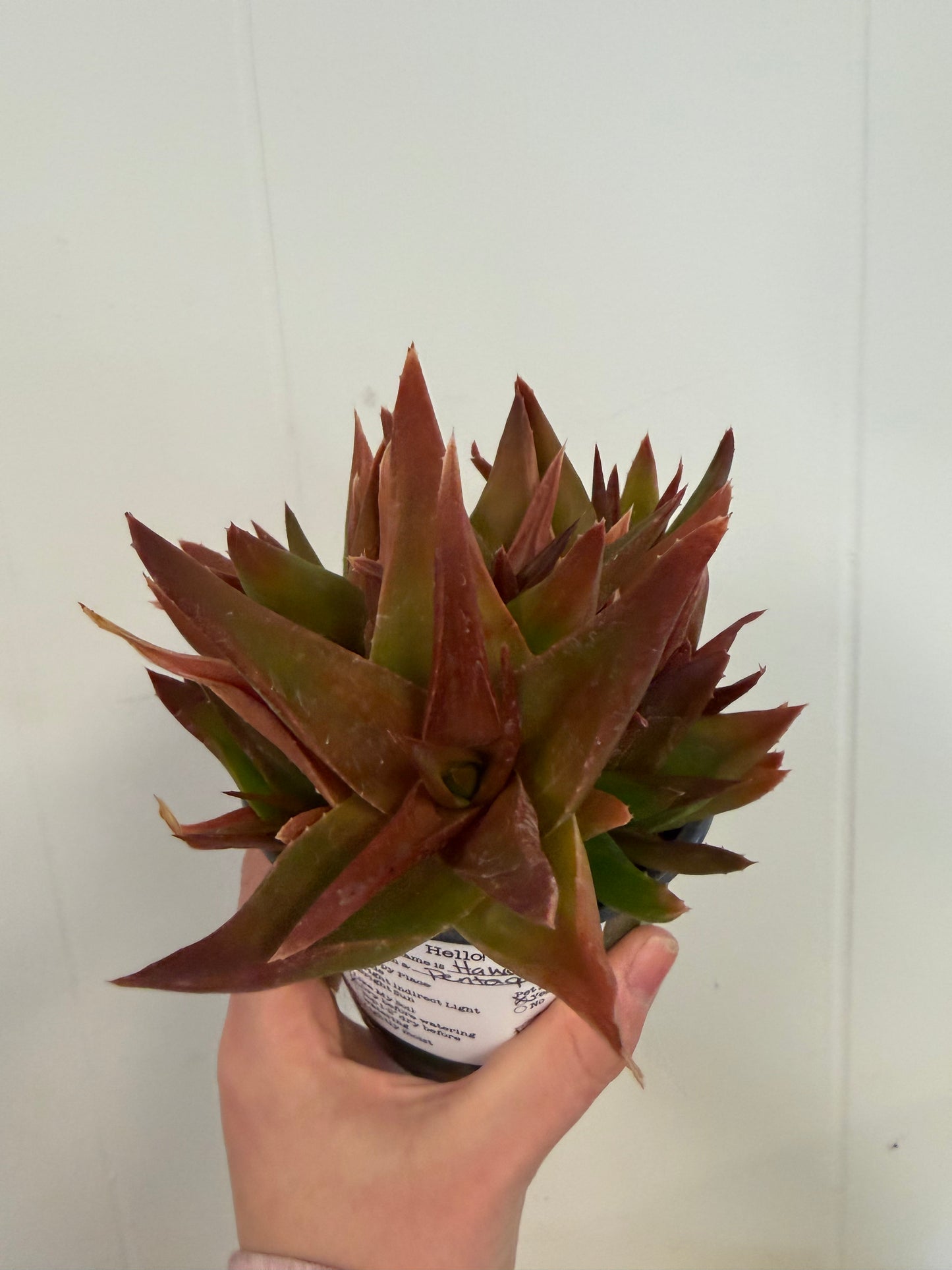 Pentagona Haworthia 4in