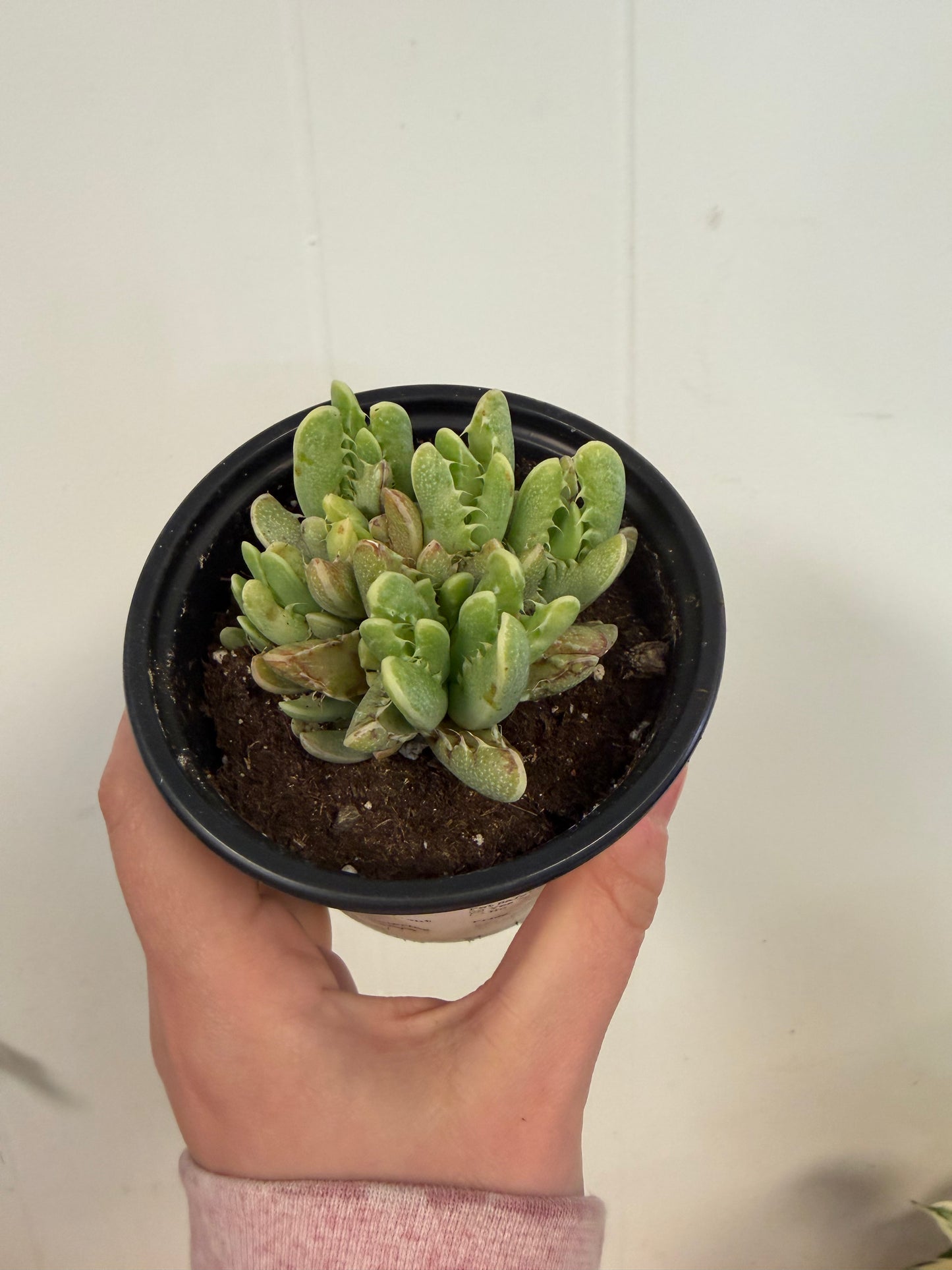 Tiger Jaws 4in