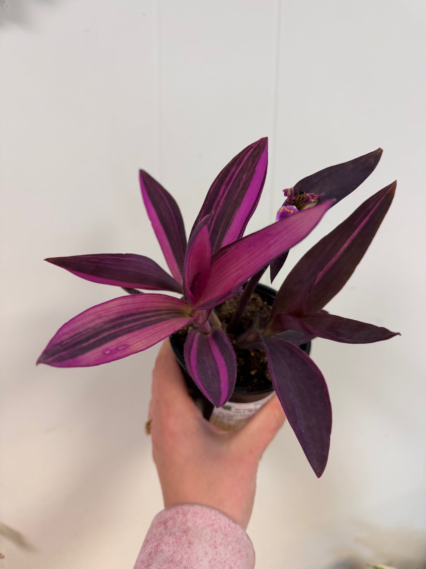Purple Variegated Tradescantia 4in