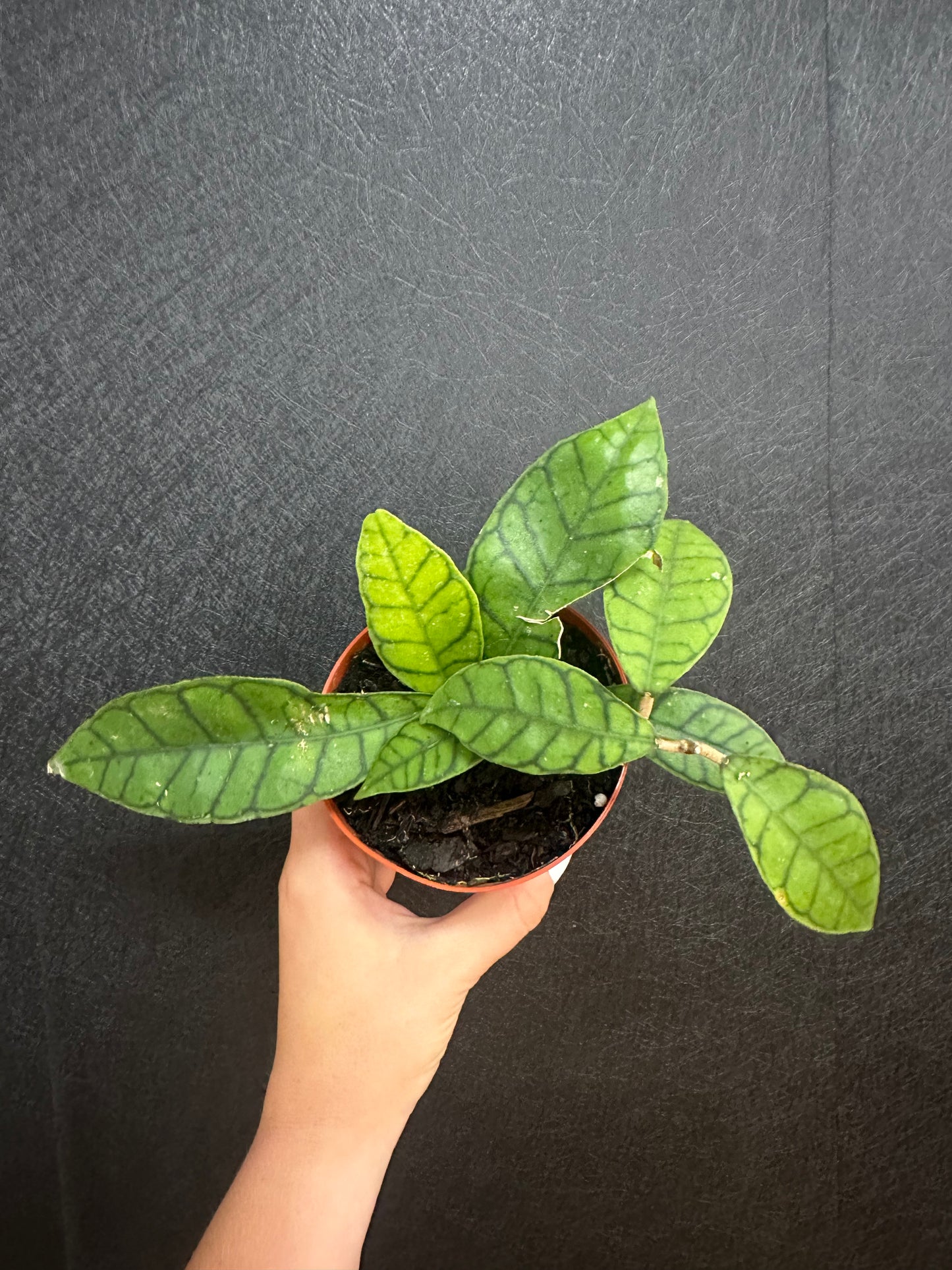 Hoya Callistophylla 4in