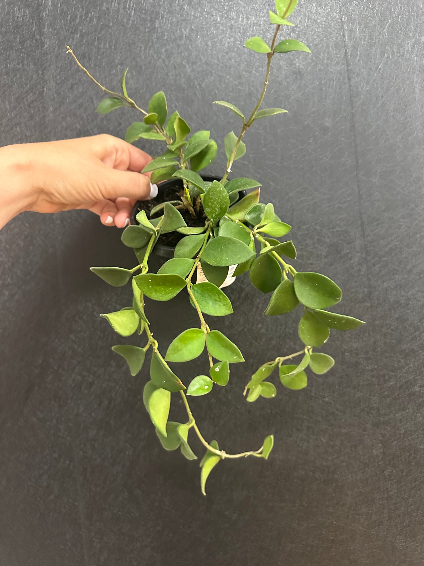 Hoya Nummularioides 4in