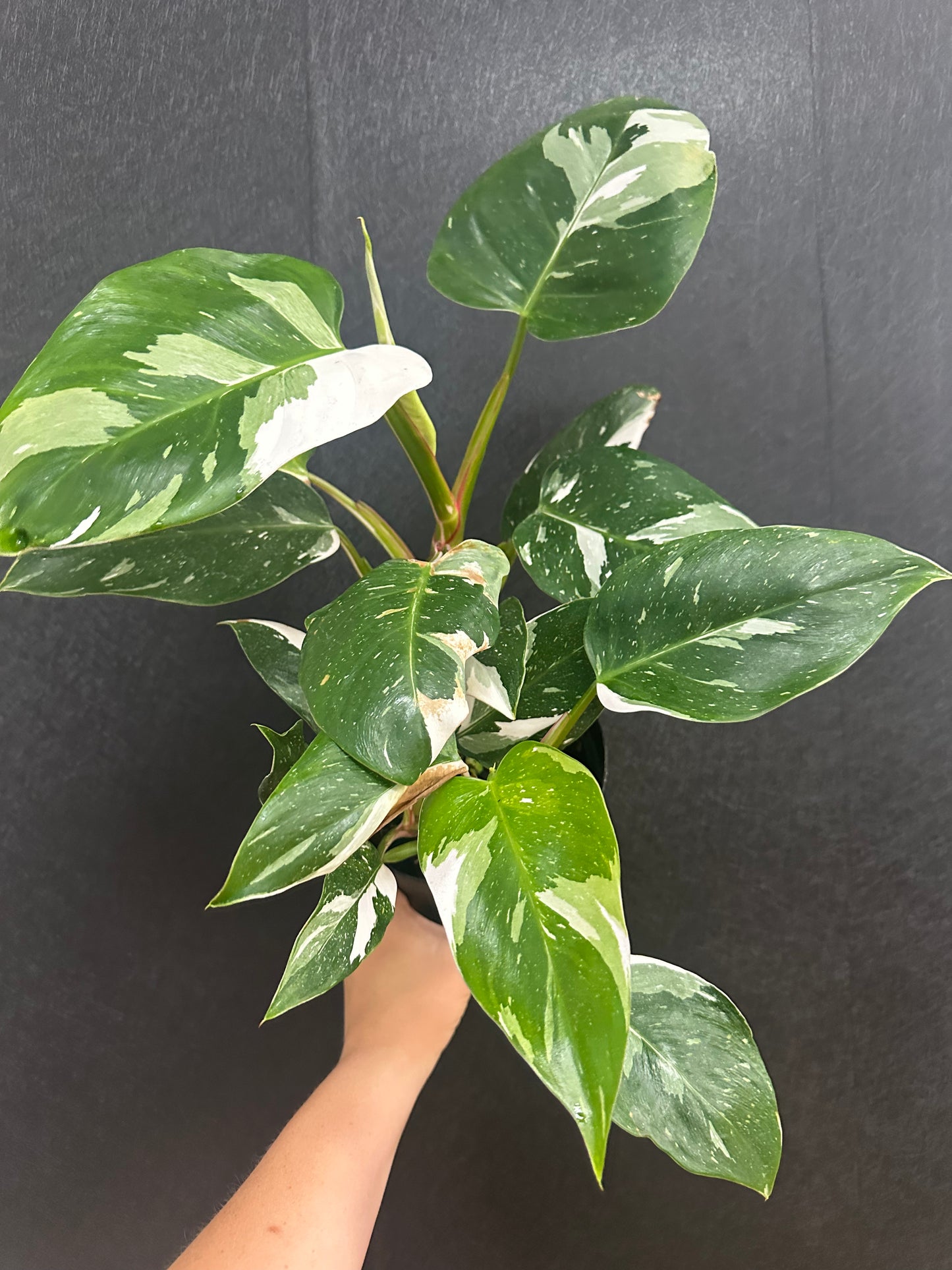 White Wizzard Philodendron 6in