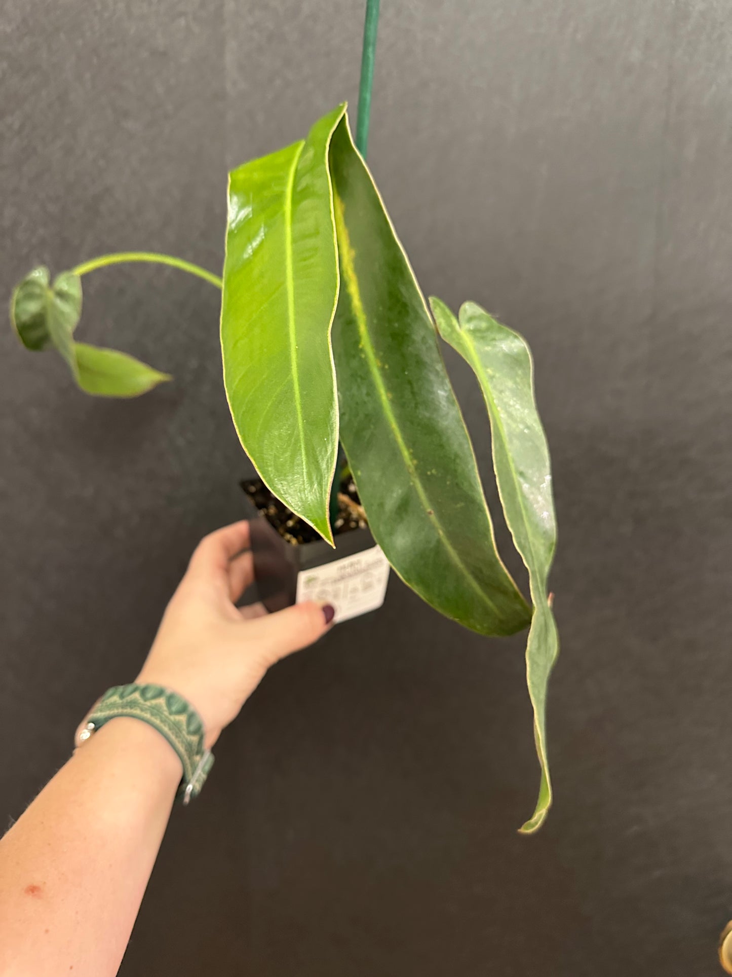 Philodendron Spiritus Sancti 4in