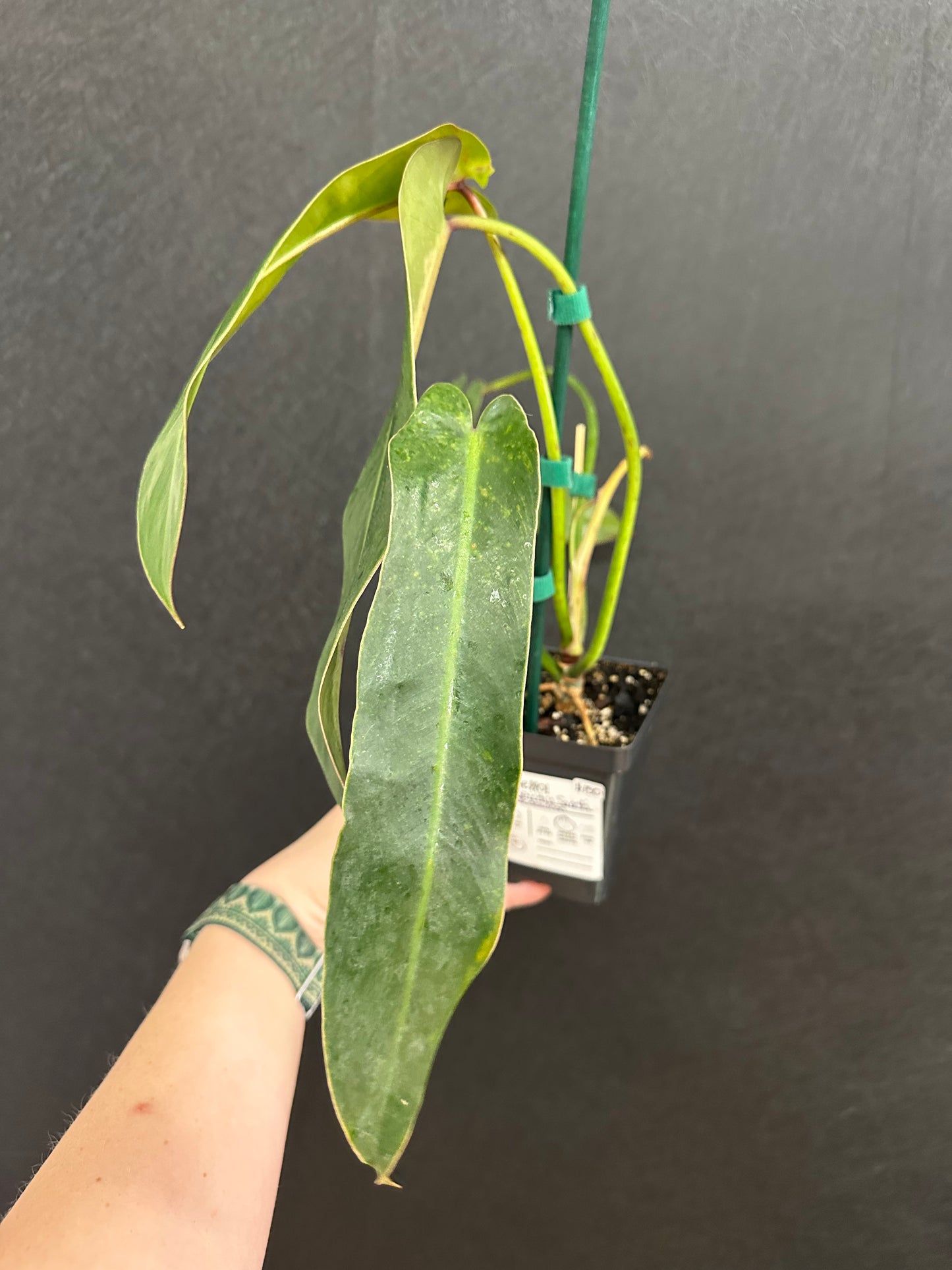 Philodendron Spiritus Sancti 4in