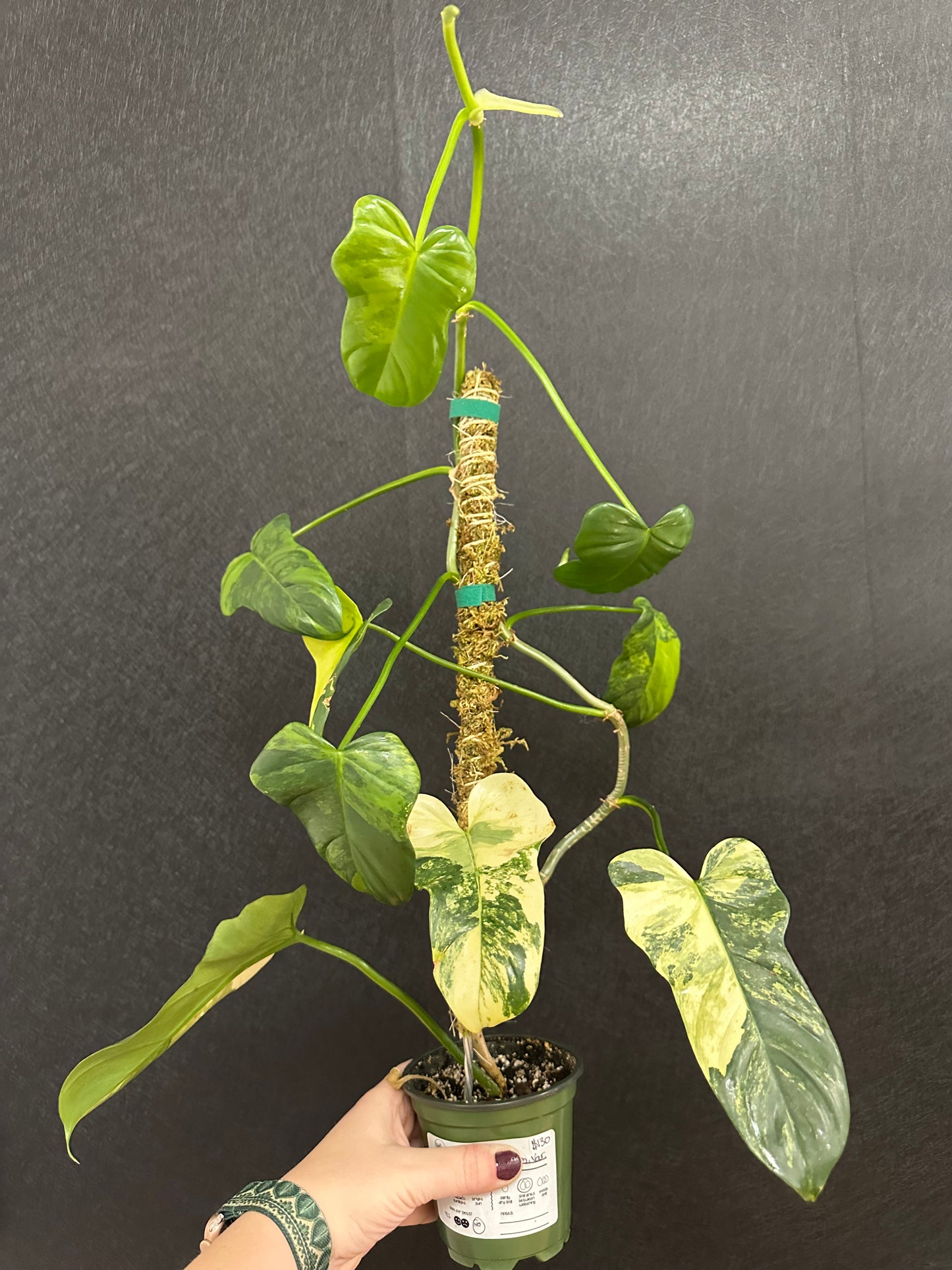 Philodendron Bipennifolium Var. 4in