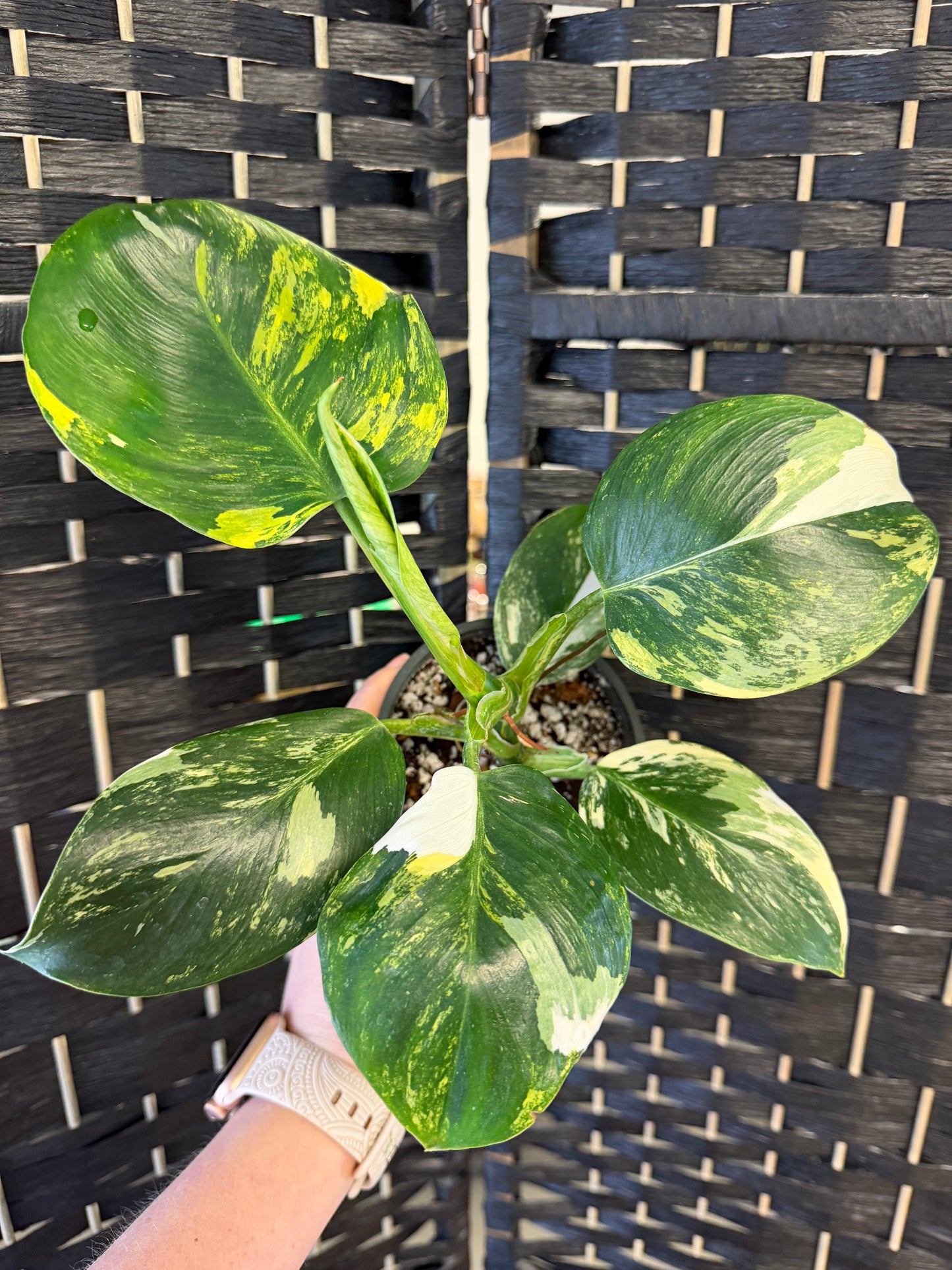 Philodendron White Wizard TriColor 4in