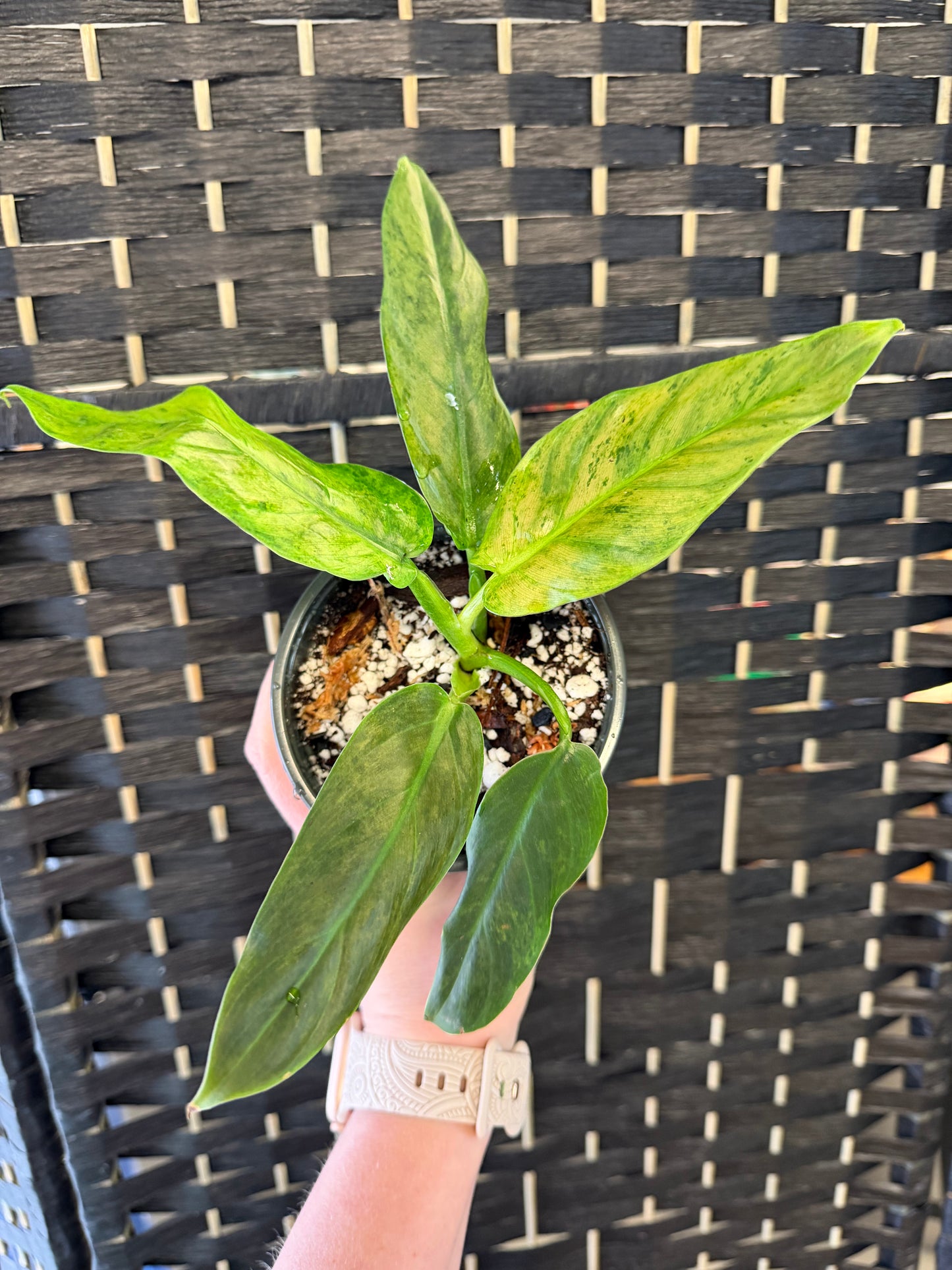 Philodendron subhastatum ‘Variegated 4in