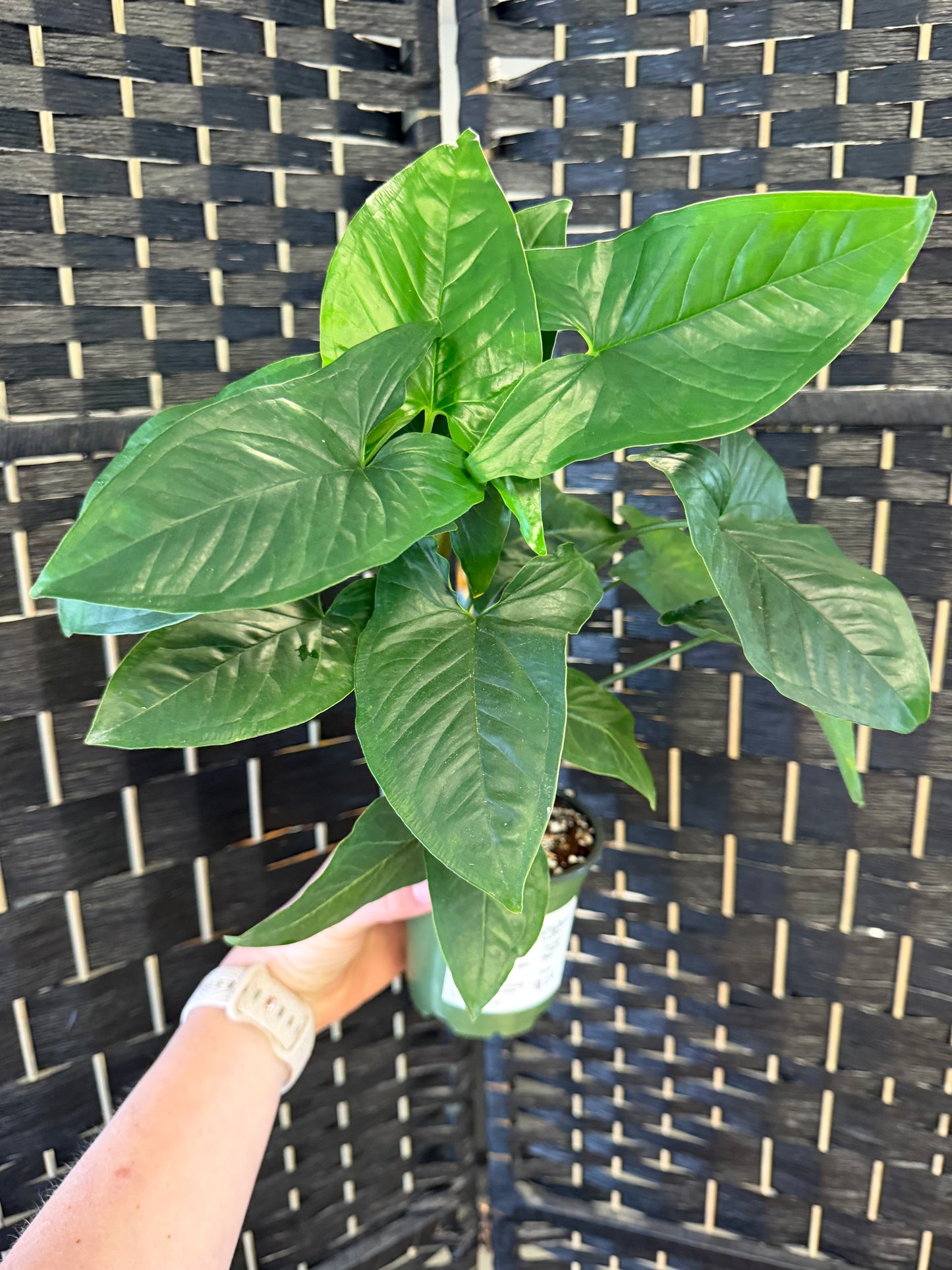 Podophyllum Syngonium 4in