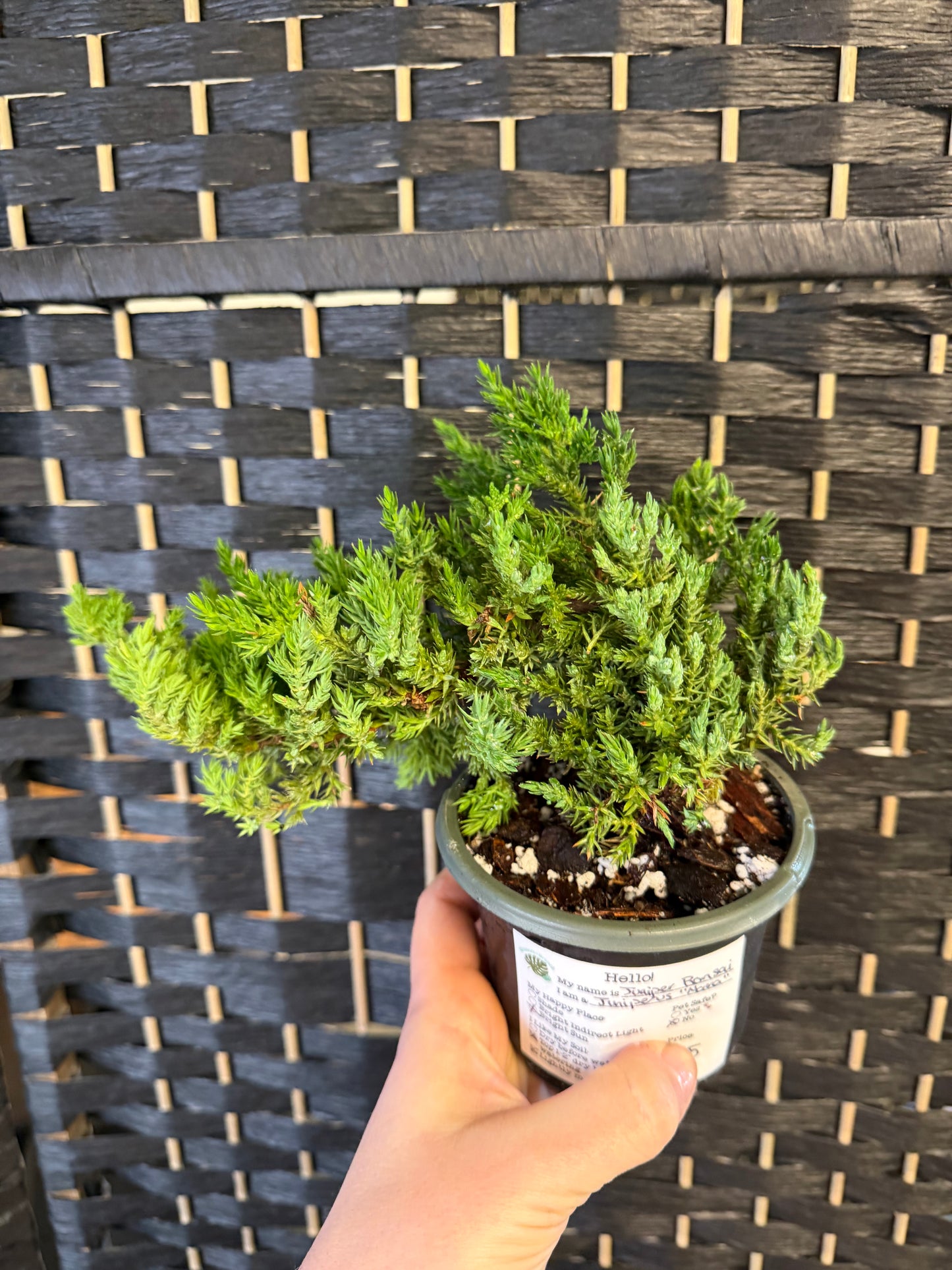 Juniper Bonsai 4in