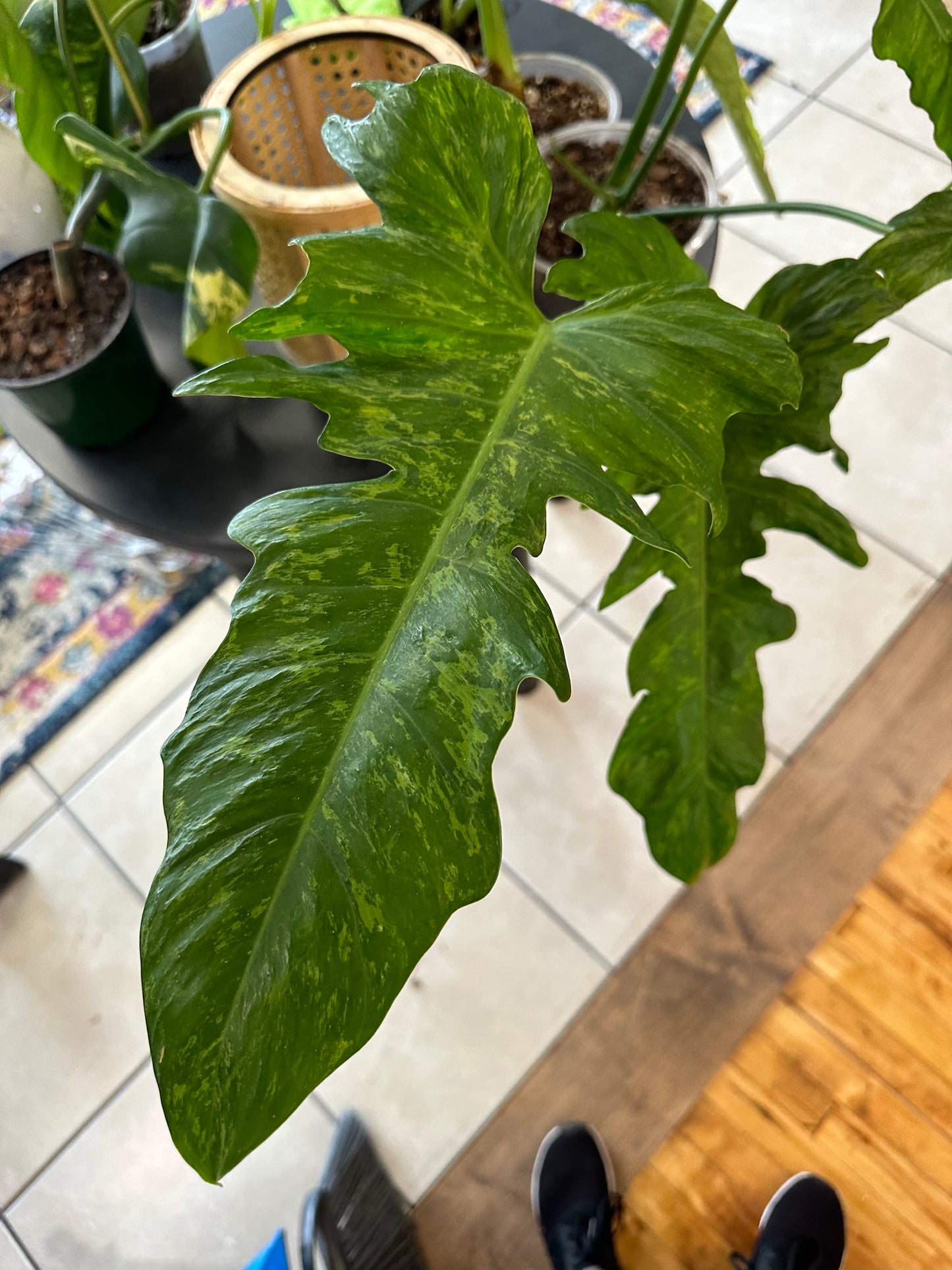 Philodendron Golden Dragon- 2 gallon