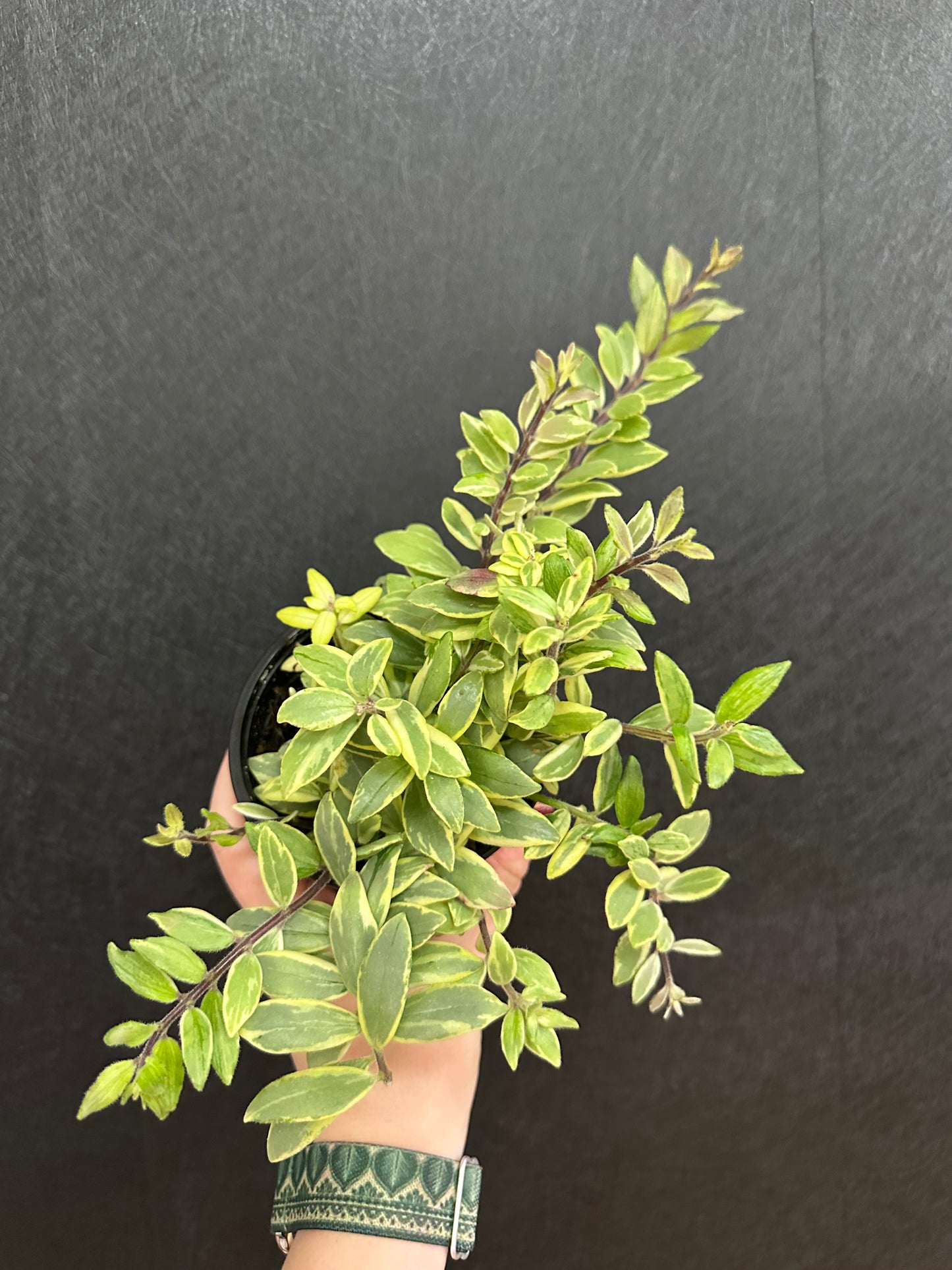 Bolero BiColor Lipstick Plant- 4in