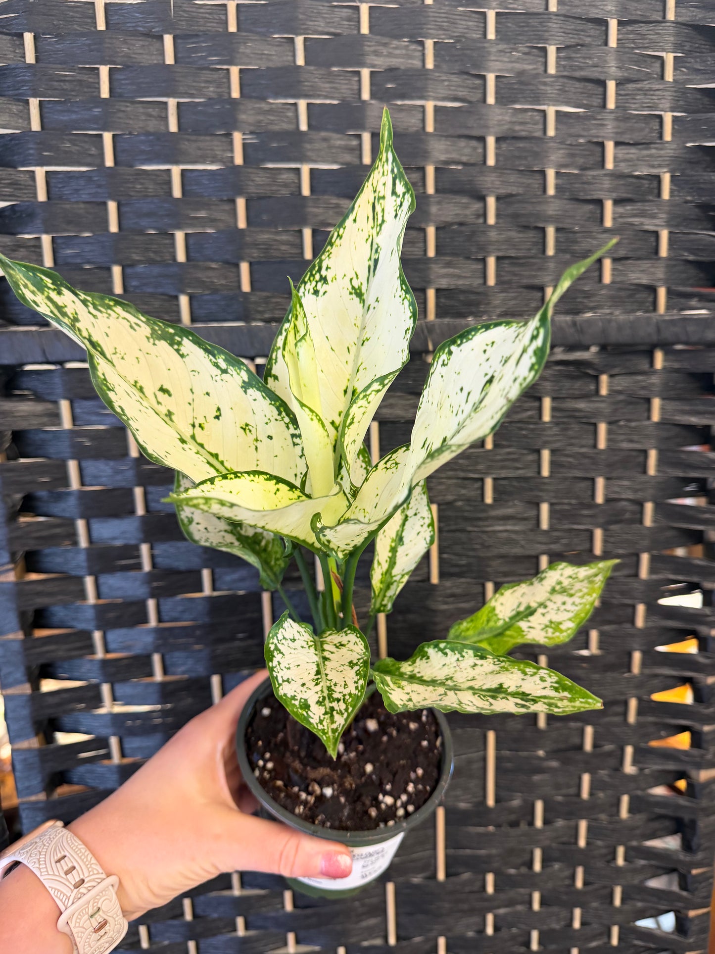 Paragon Aglaonema 4in