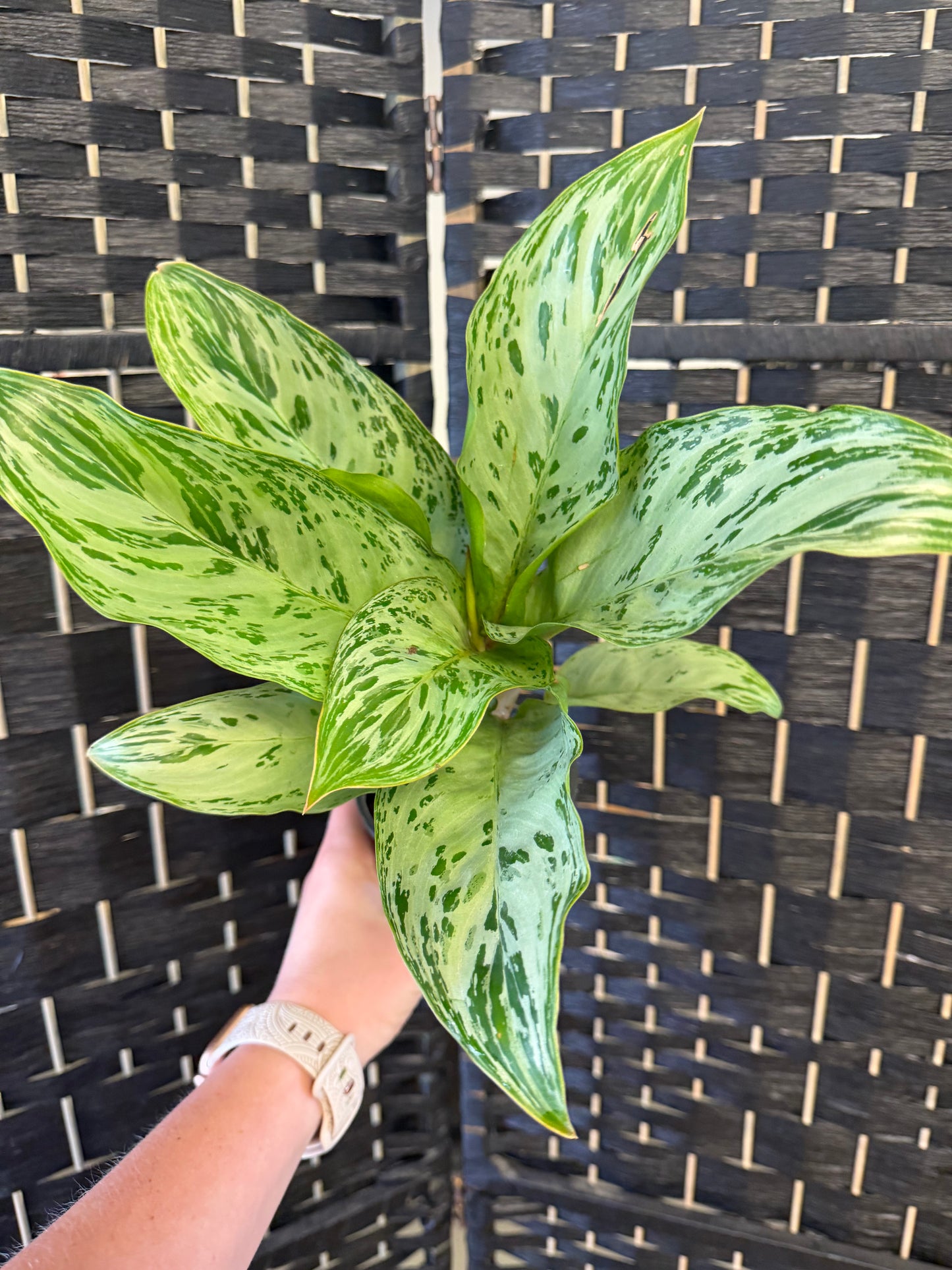 Donatello Aglaonema 4in