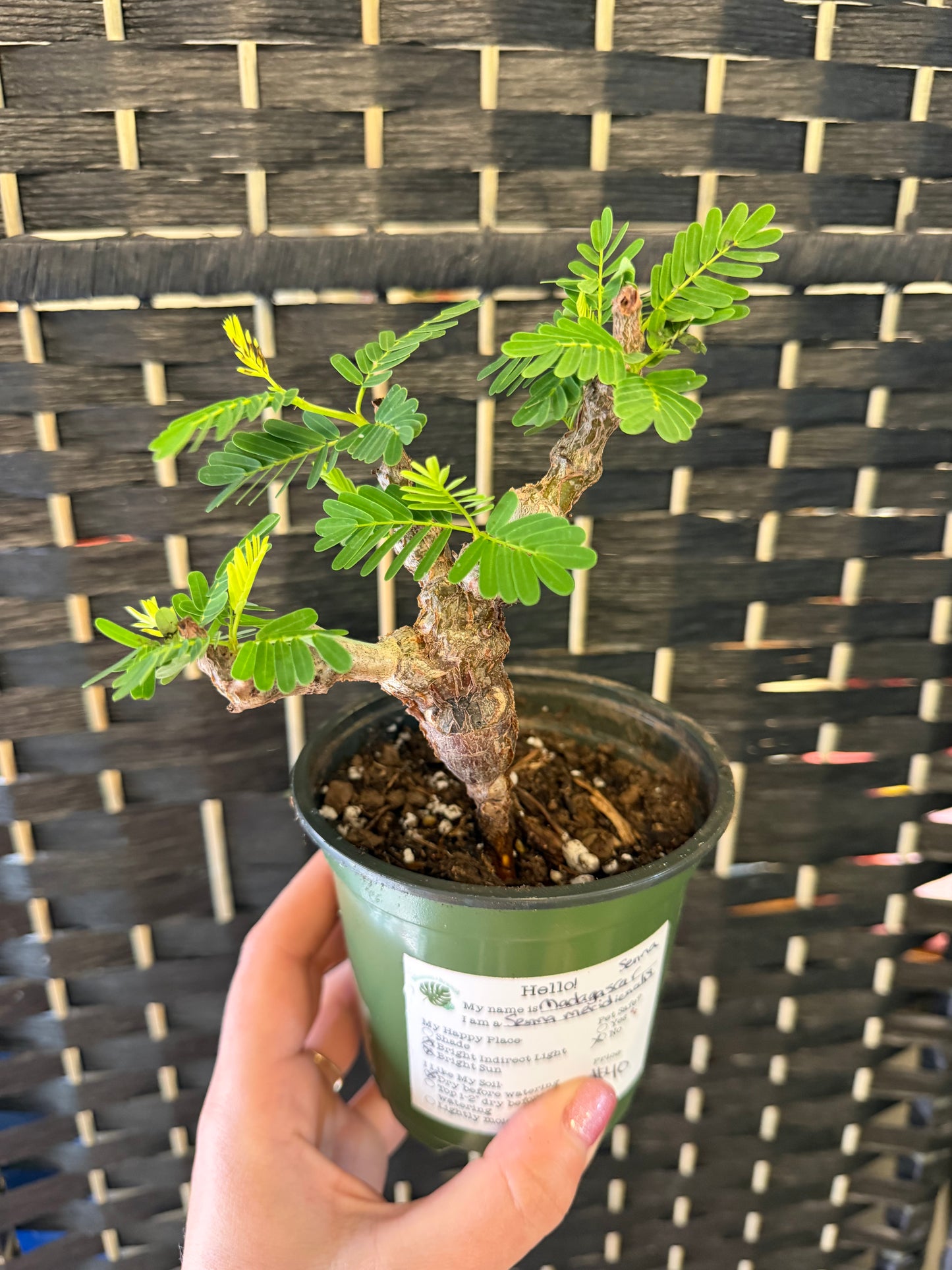 Madagascar Senna 4in