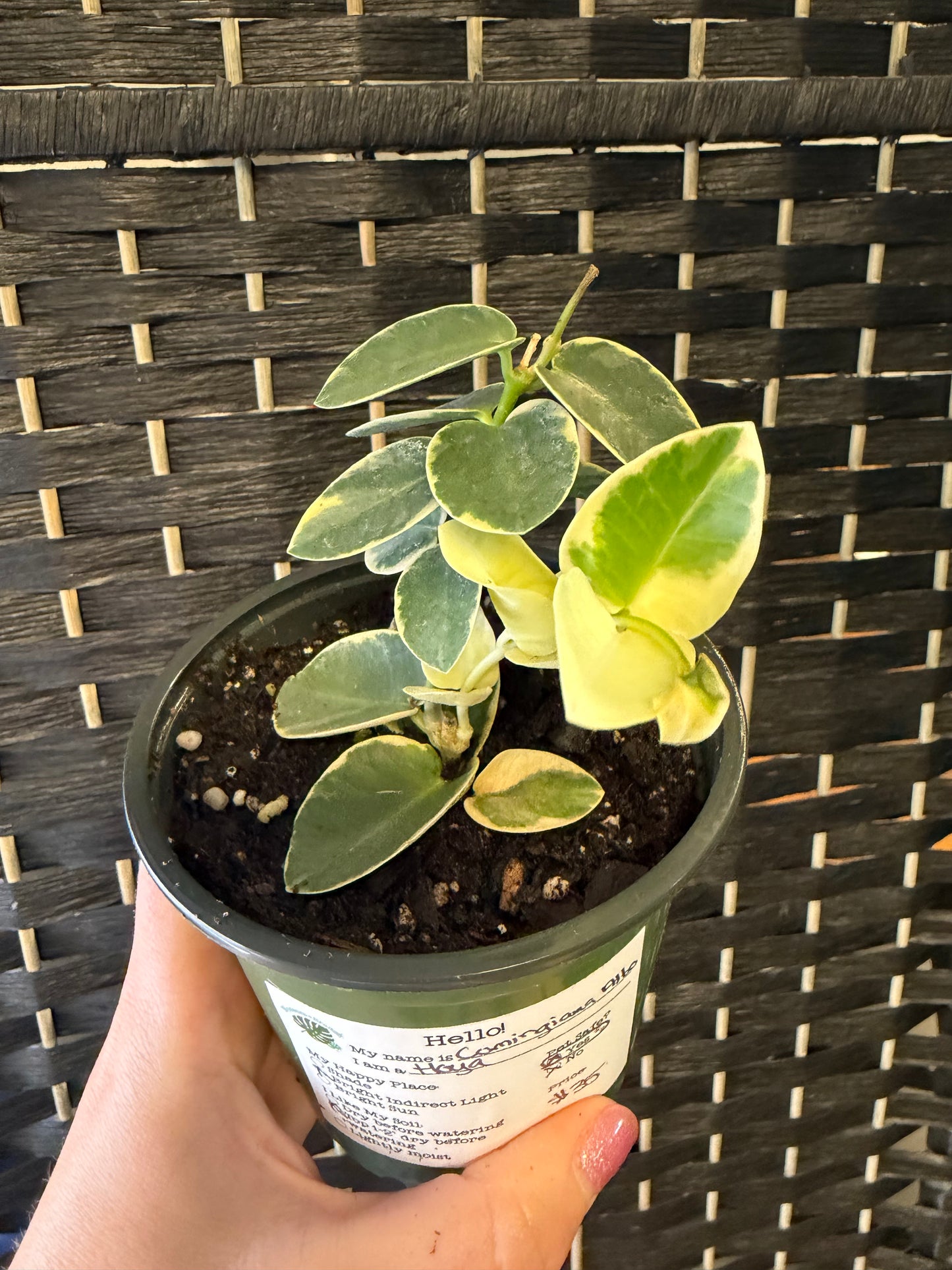 Cumingiana Albo Hoya 4in