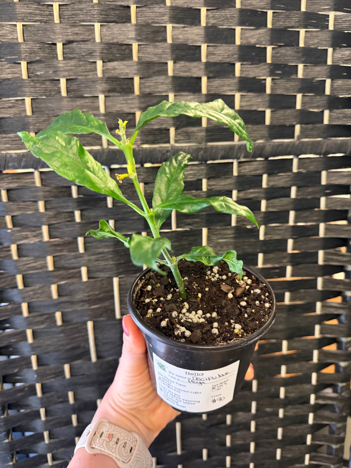 Decipulae Hoya 4in