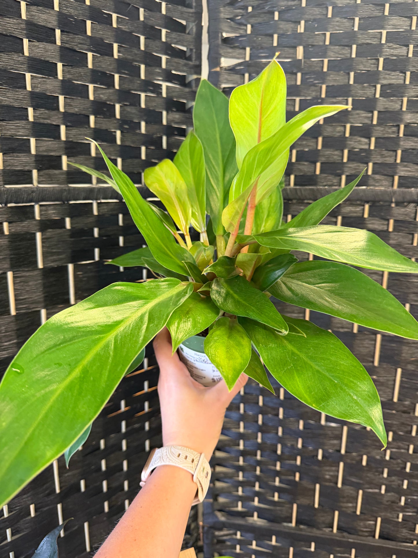 Philodendron Melinonii 4in
