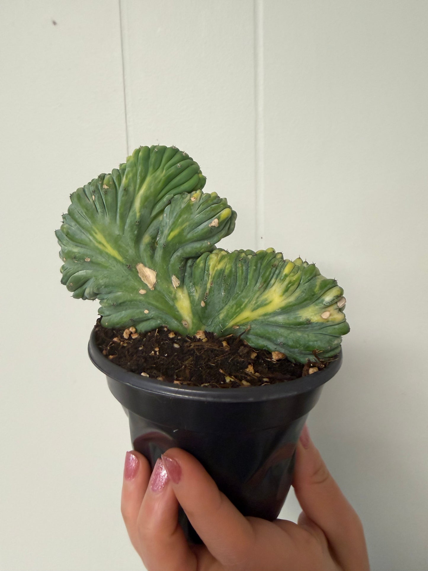 Dinosaur Back Cactus 4in