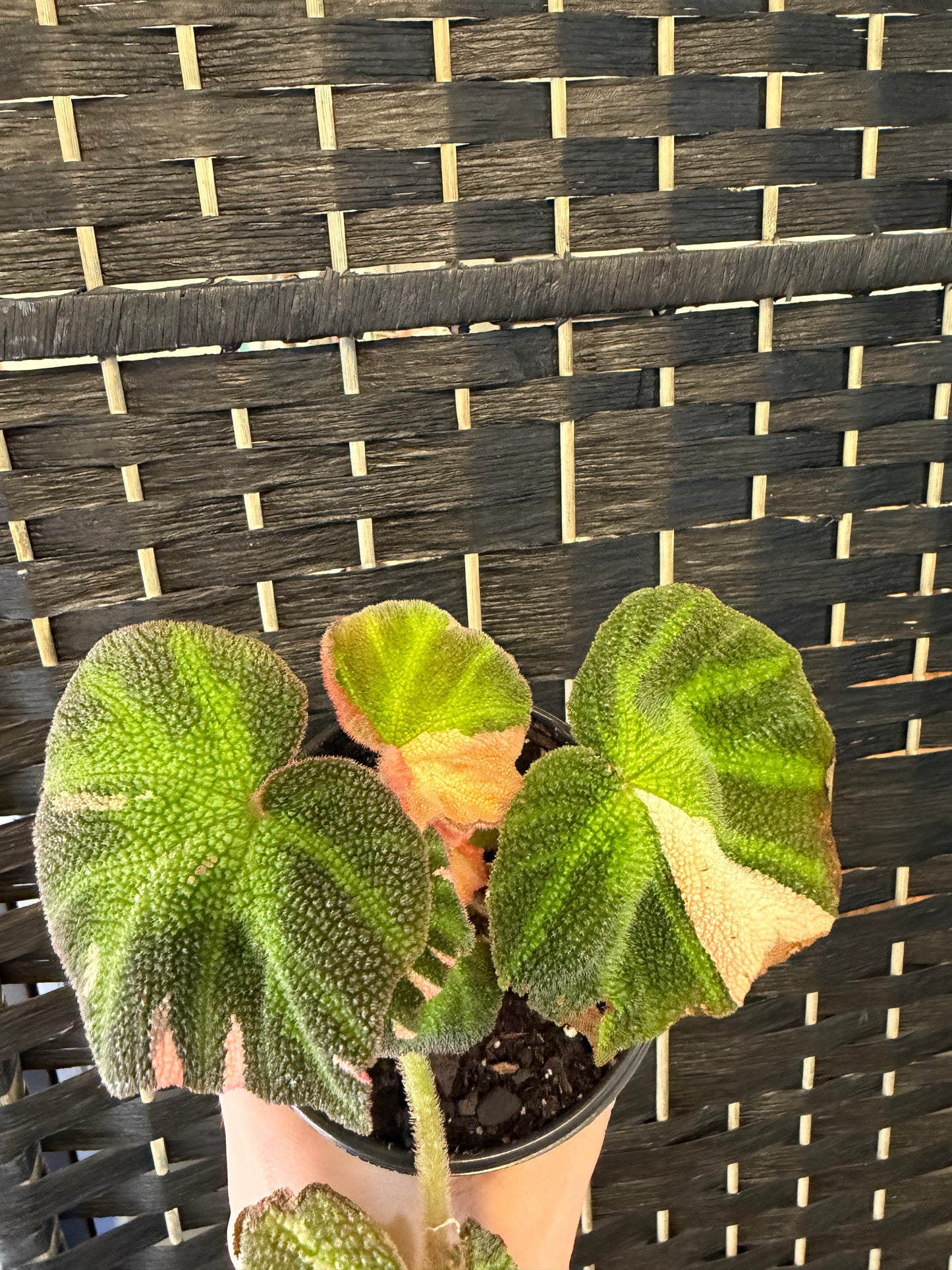 Soli Mutata Variegated Begonia 4in