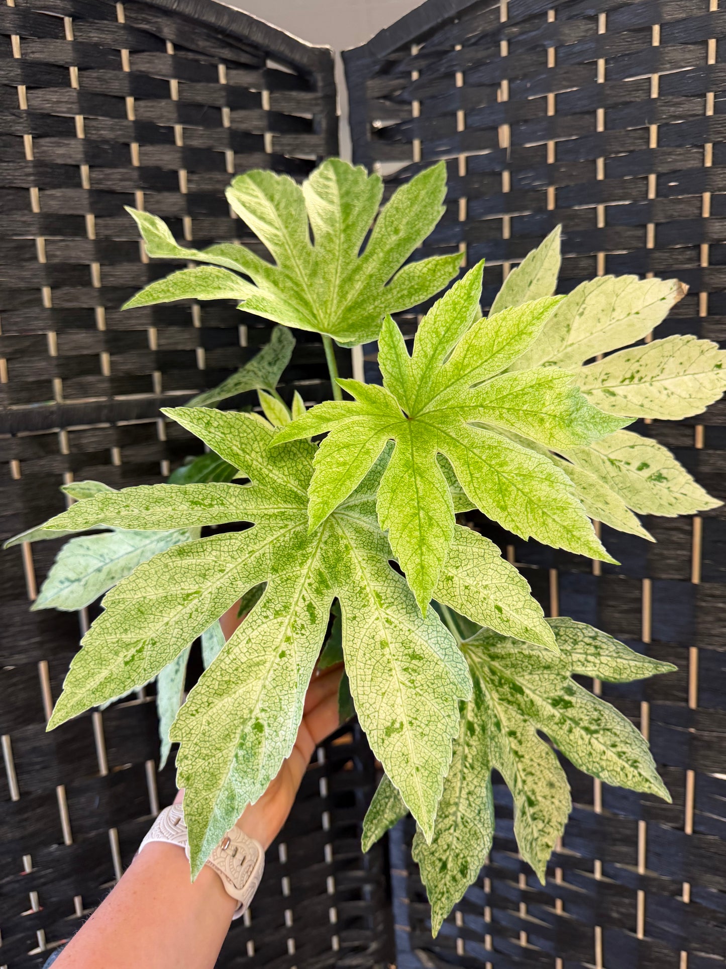 Fatsia Japonica Var. 6in