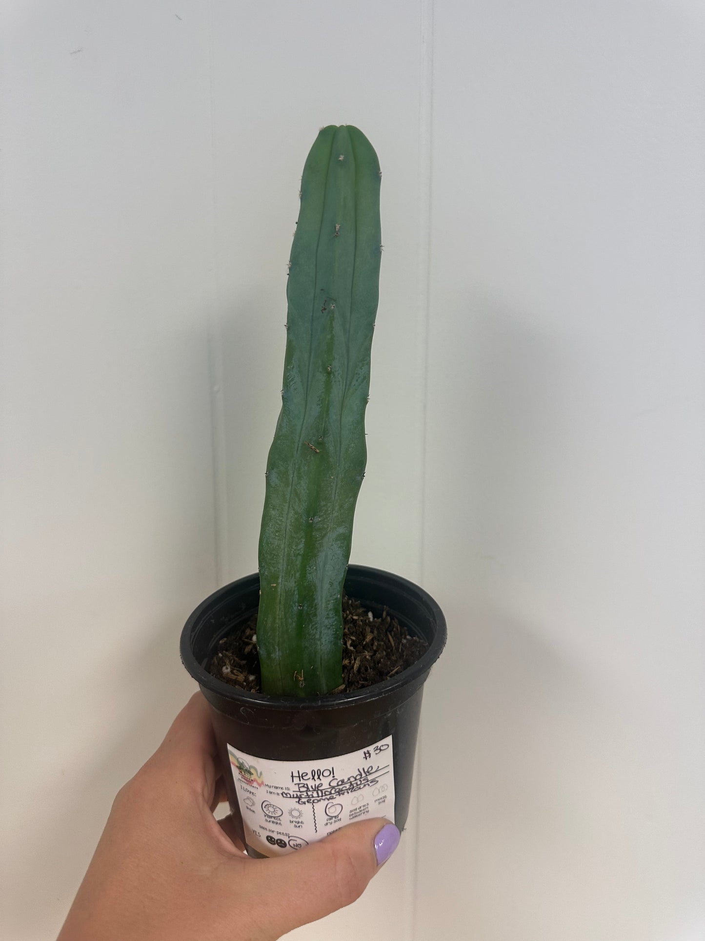 Blue Candle Cactus 4in