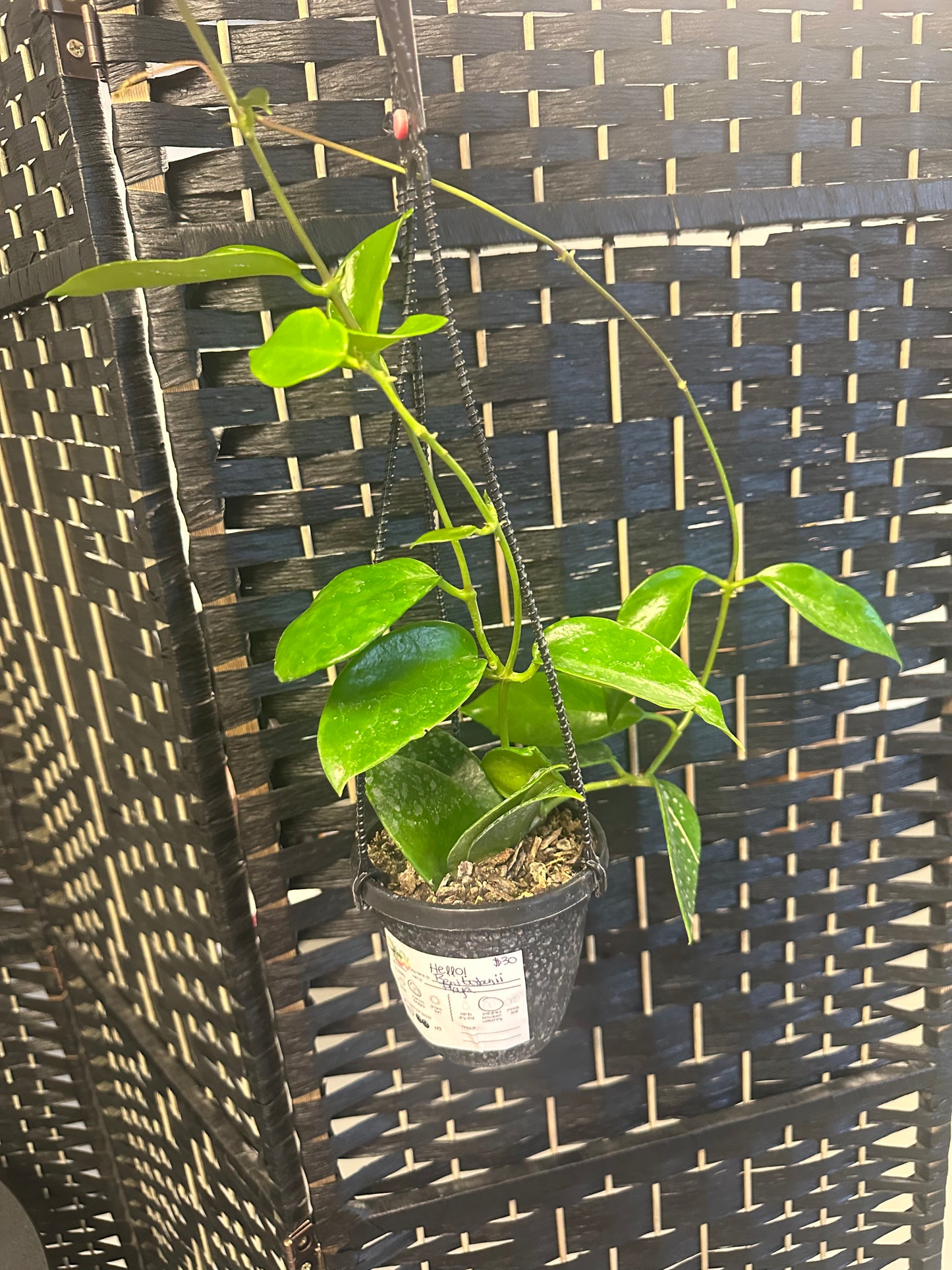 Hoya Benitotanii 4in