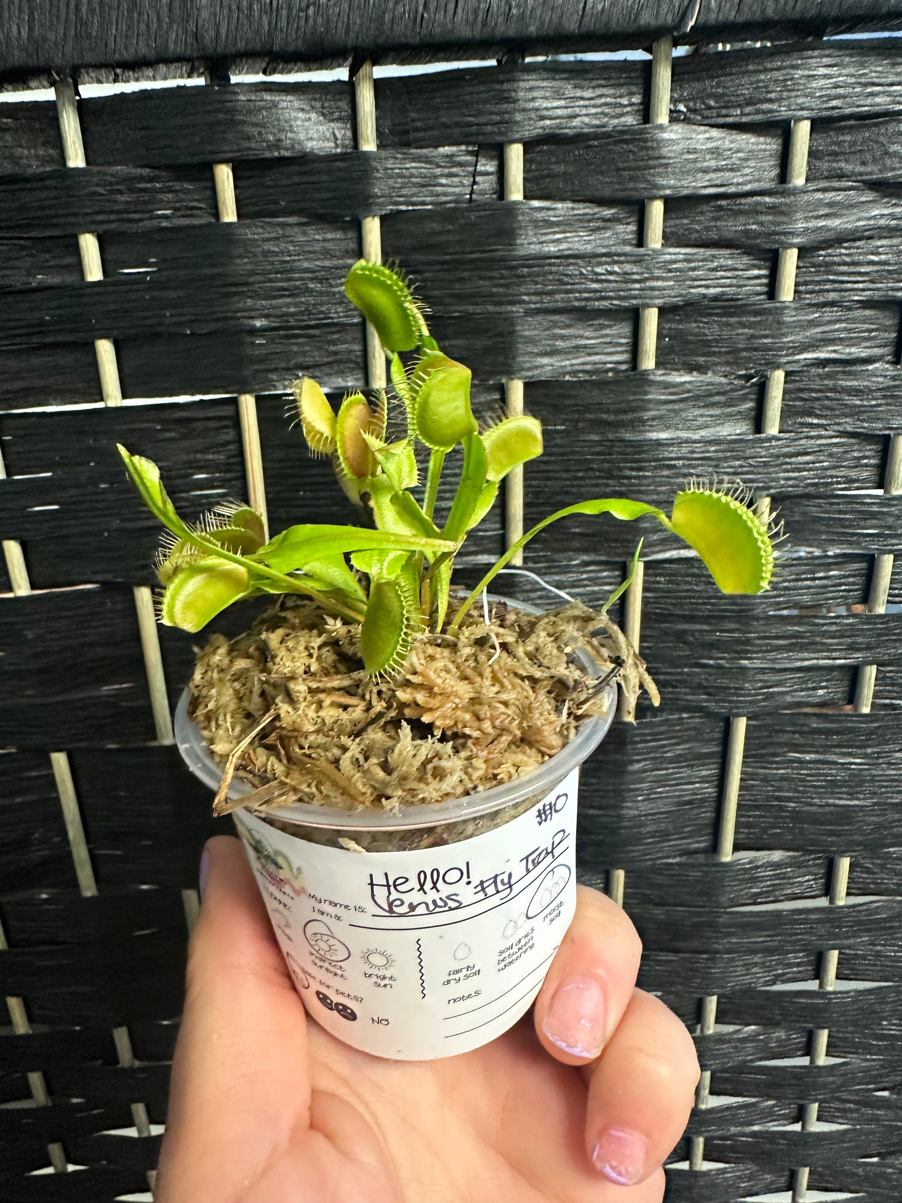 potting mix for venus fly trap Venus Fly Trap 3in – Blossom + Branch Houseplants