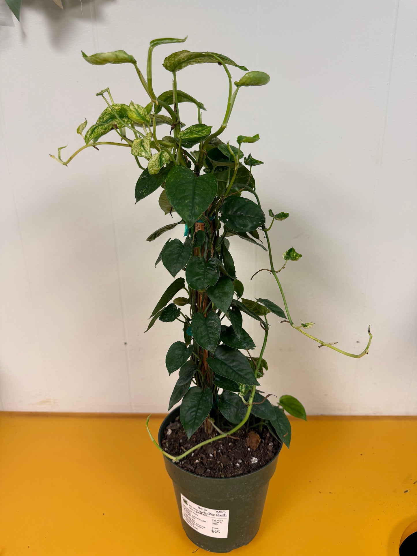 Cebu Blue Ghost Pothos Totem 6in