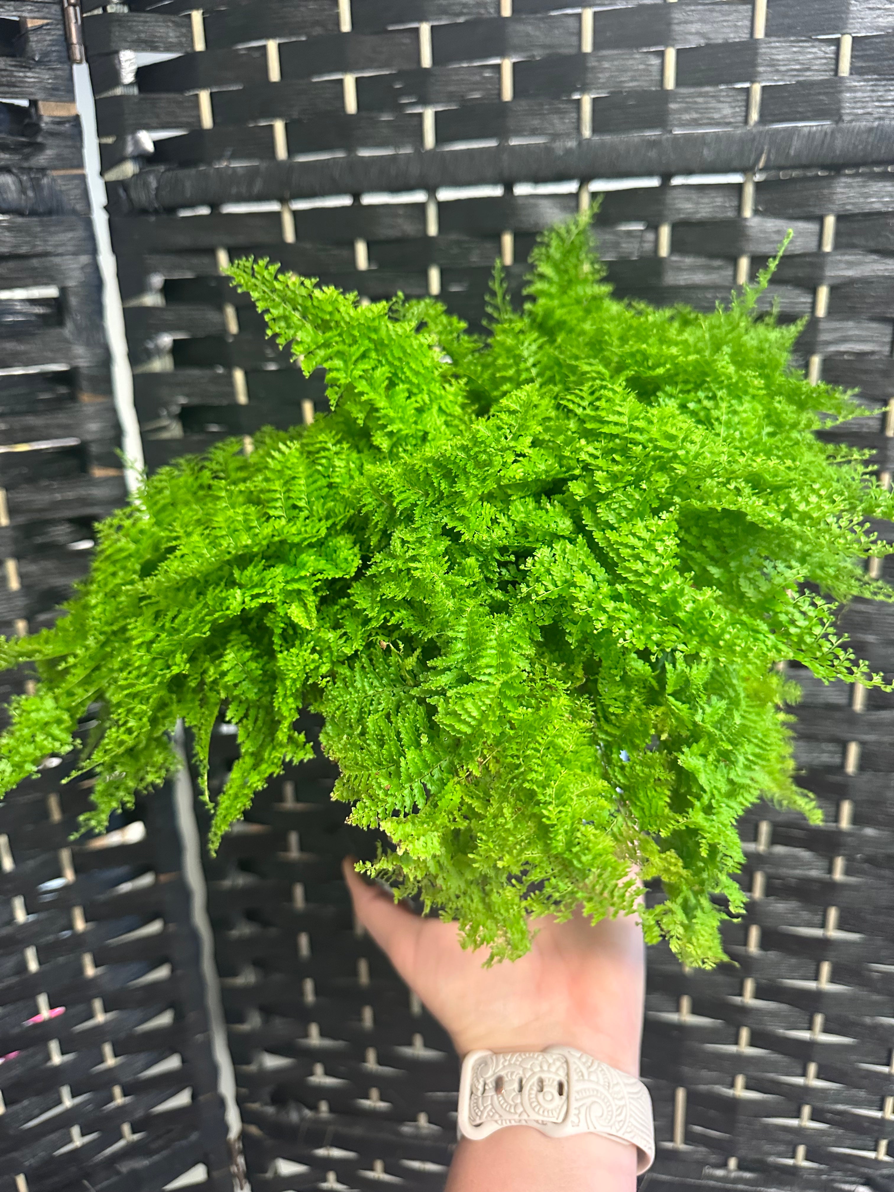 cotton candy philodendron Cotton Candy Fern 6in – Blossom + Branch Houseplants