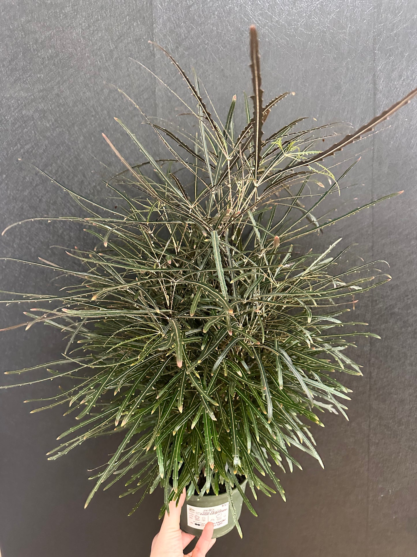 Aralia Elegantissima 10in