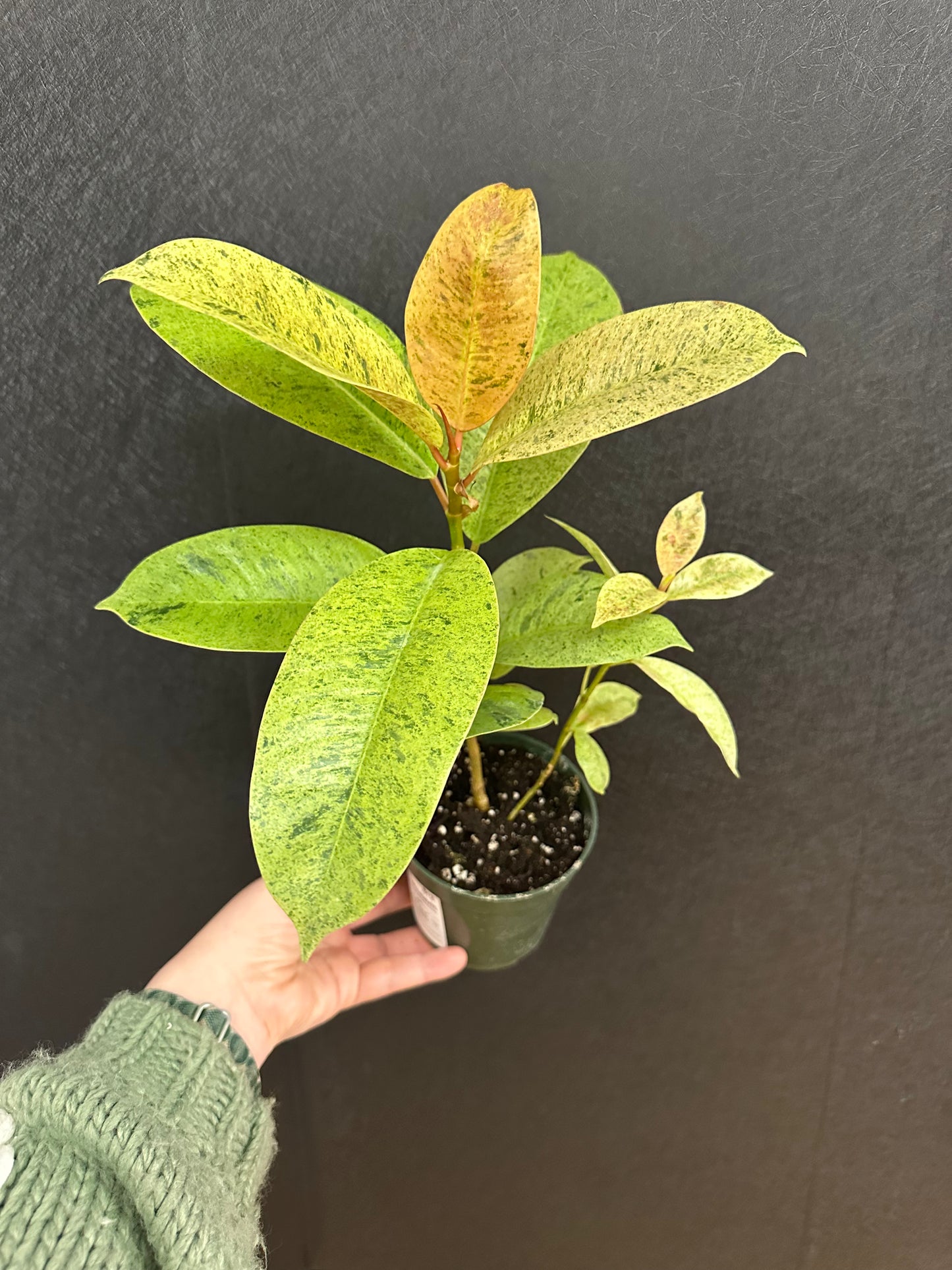 Ficus Shiverana 4in