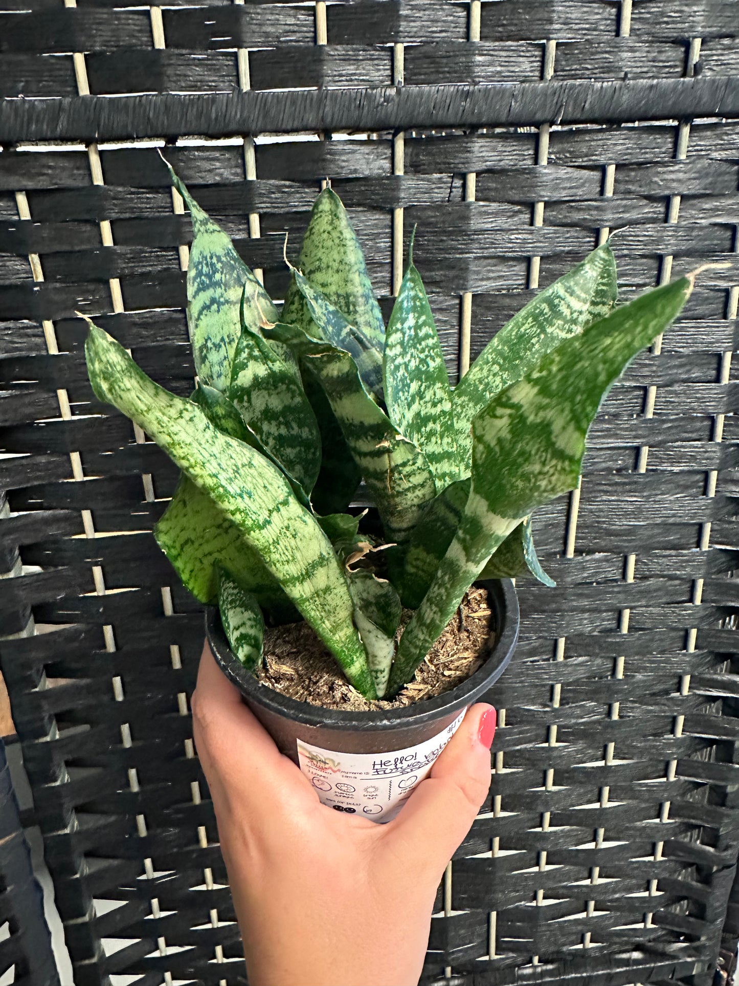 Futura Robusta Snake 4in