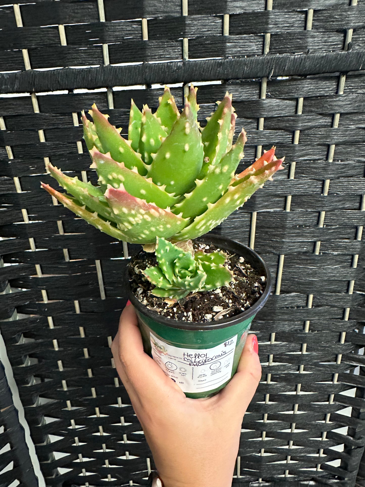 Mitriformis Aloe 4in
