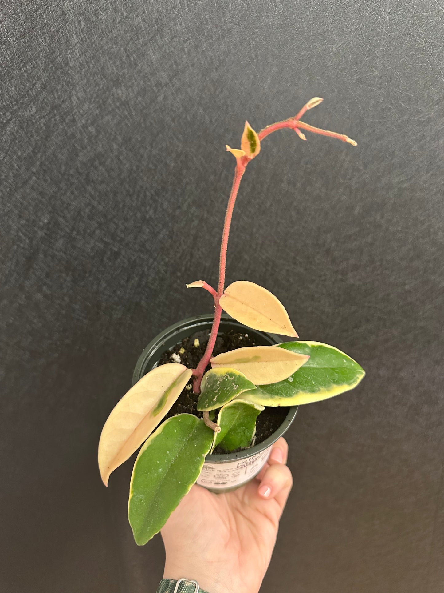 Krimson Queen Hoya 5in