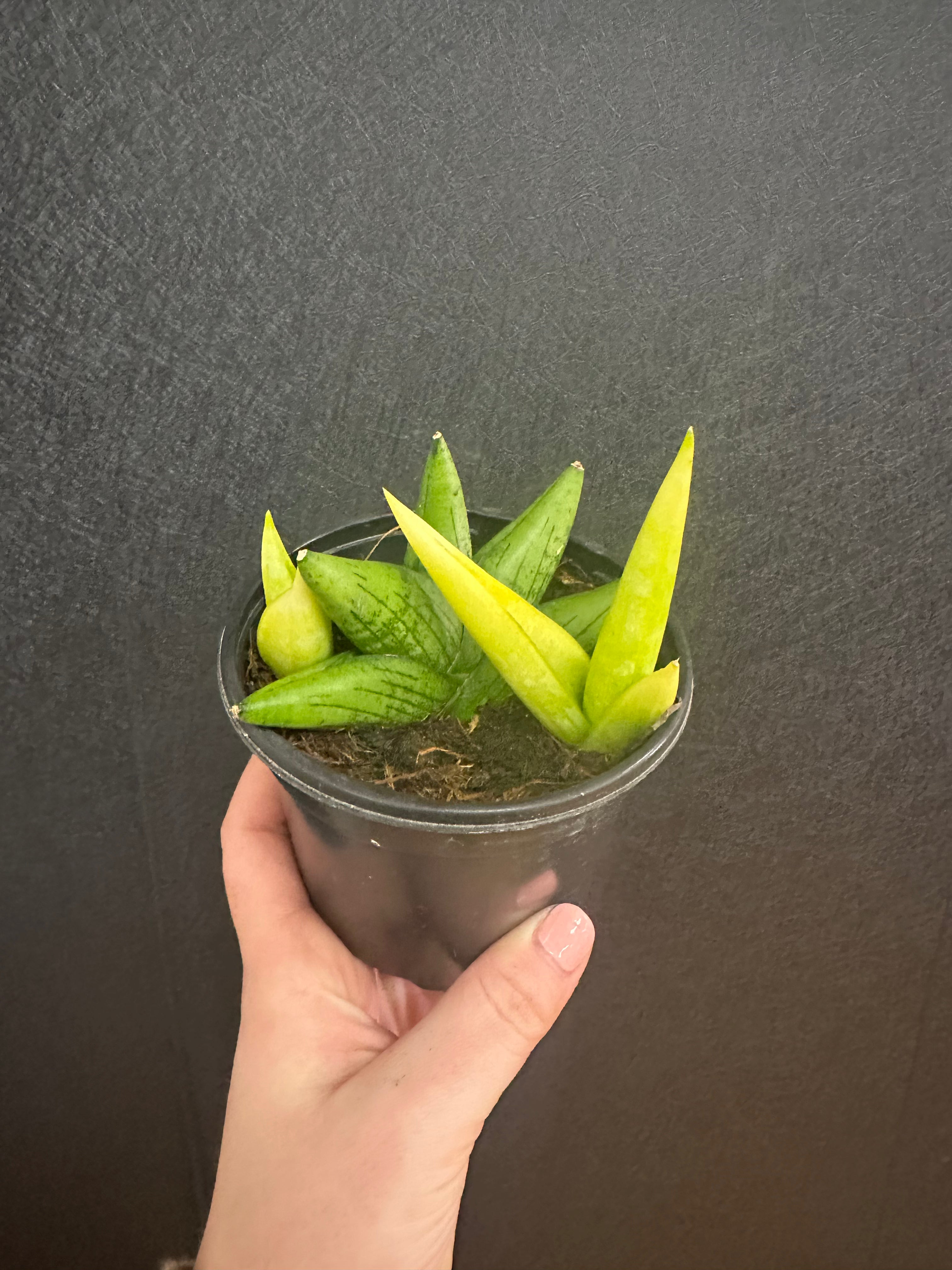 sansevieria boncel mini Mini Boncel Snake 4in – Blossom + Branch Houseplants