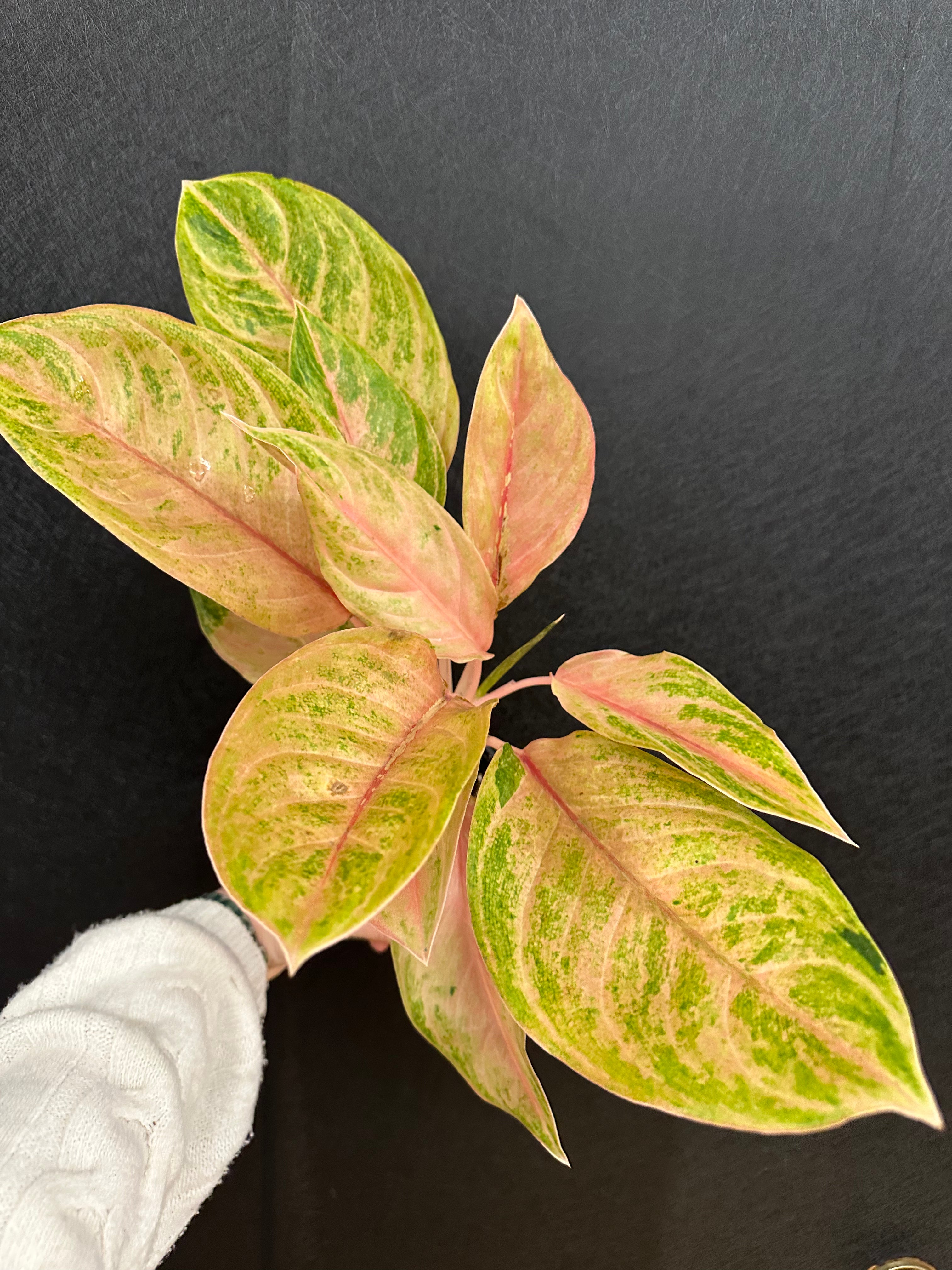 aglaonema leca Baby Tiger Aglaonema 4in – Blossom + Branch Houseplants