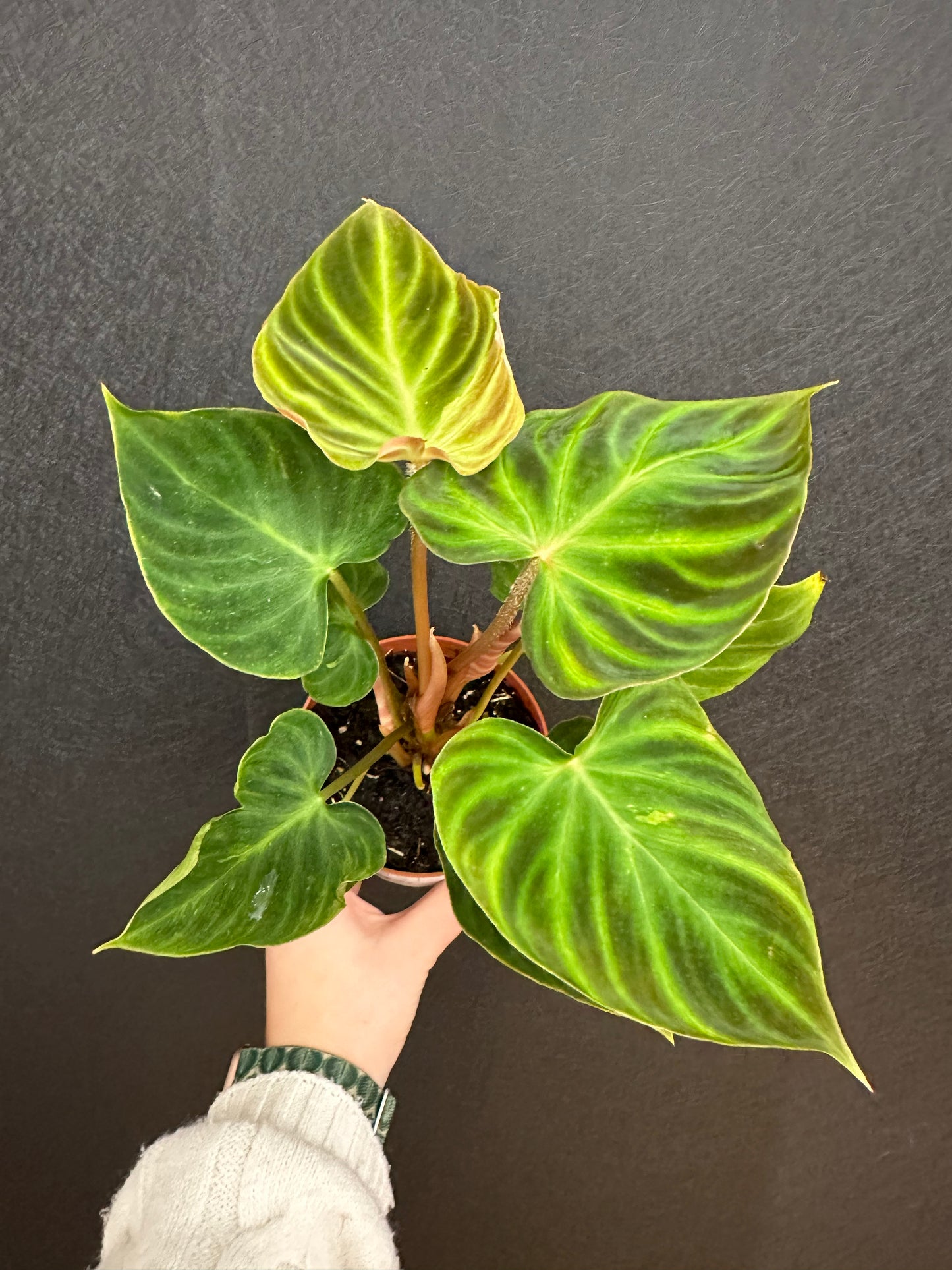 Verrucosum Philodendron 4in