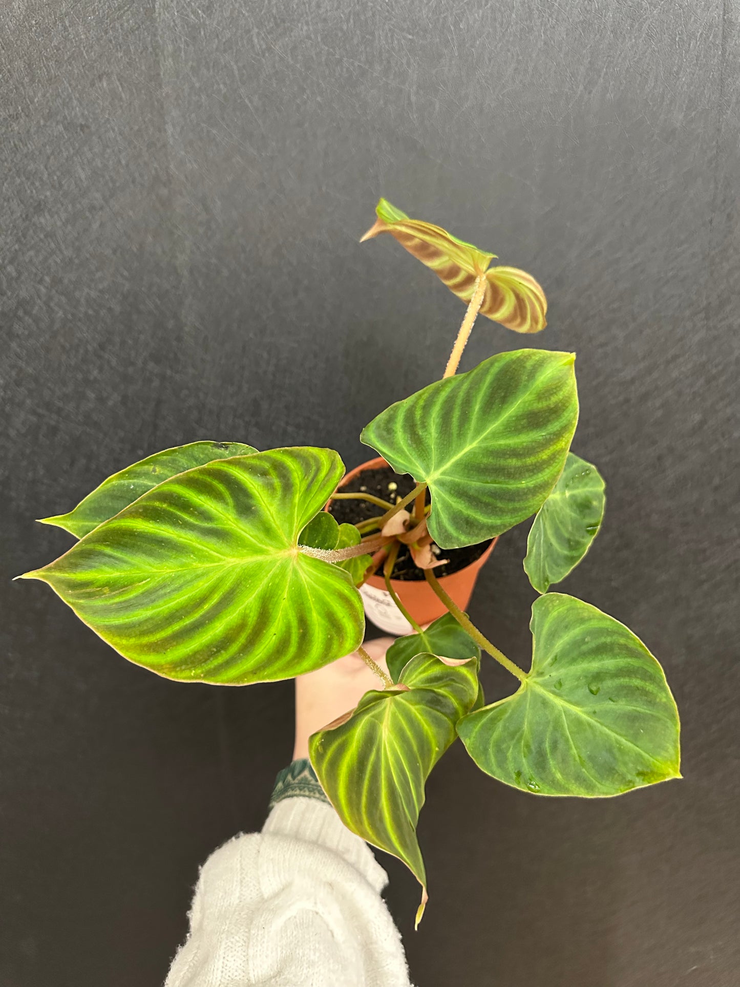 Verrucosum Philodendron 4in