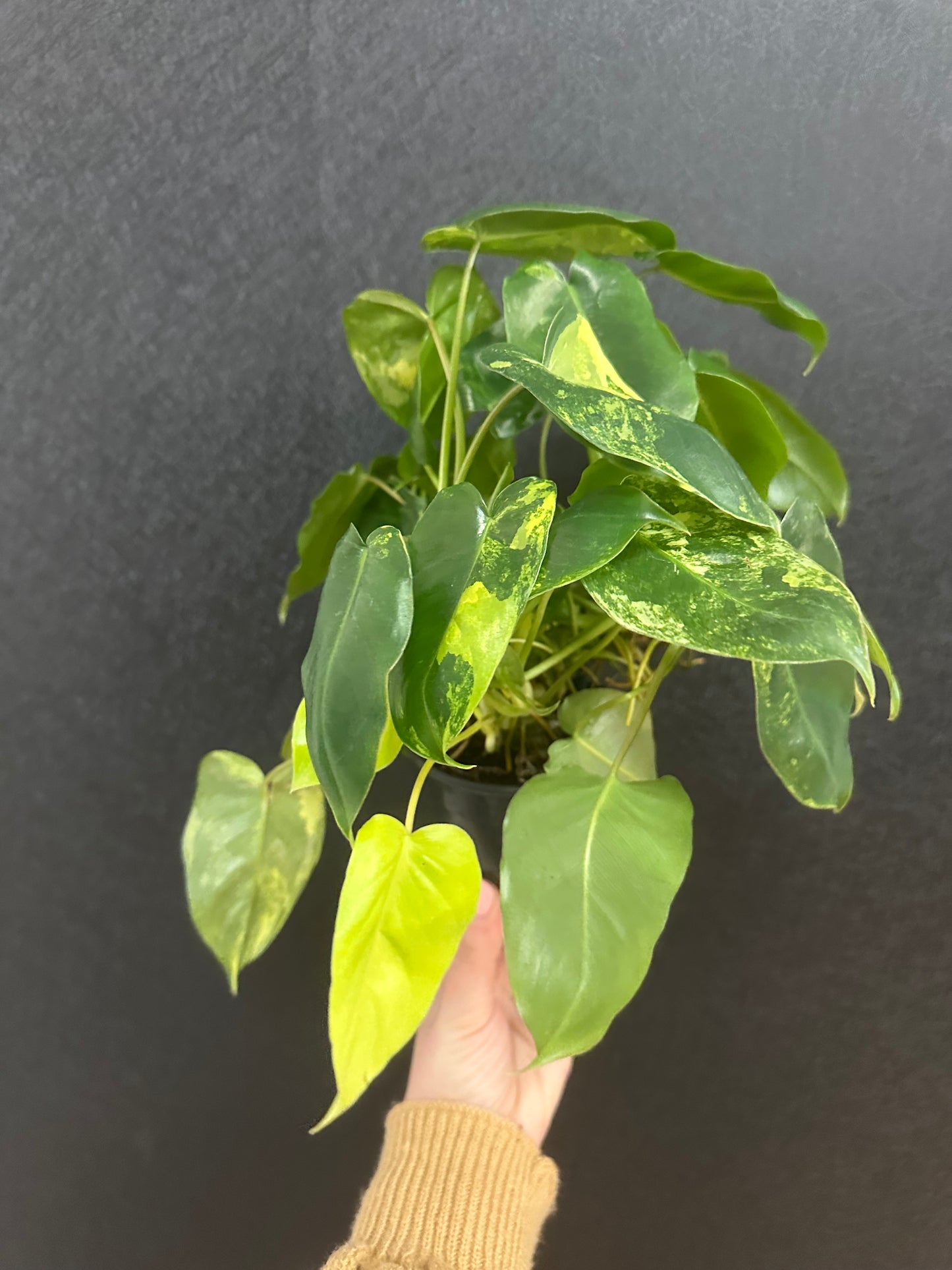 Burle Marx Variegated Philodendron 4in