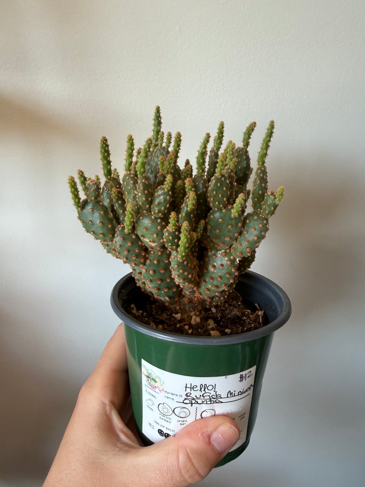 Rufida Minima 4in